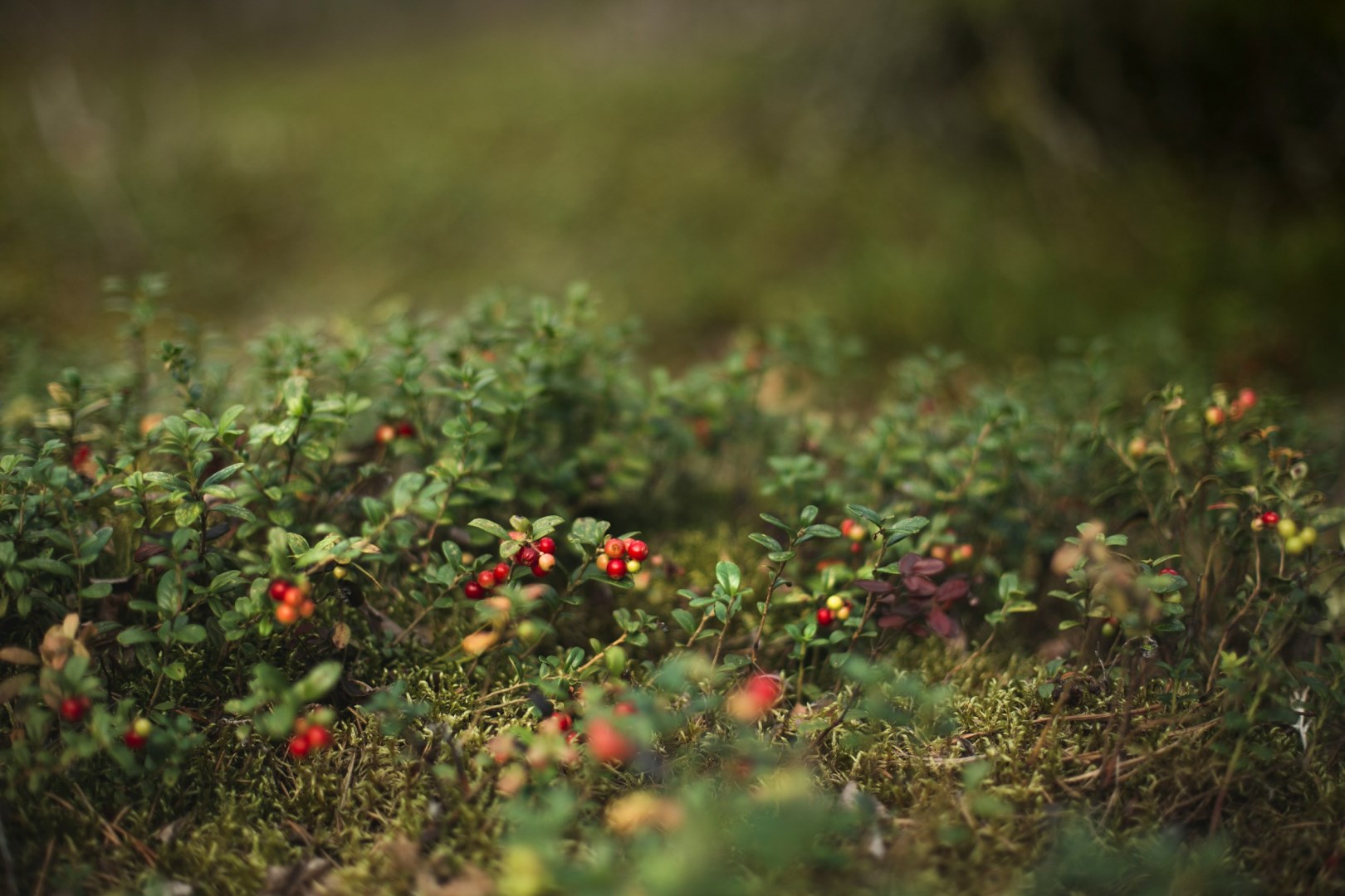 Lingonberry - Photo Credit: Photo by Malin K. on Unsplash