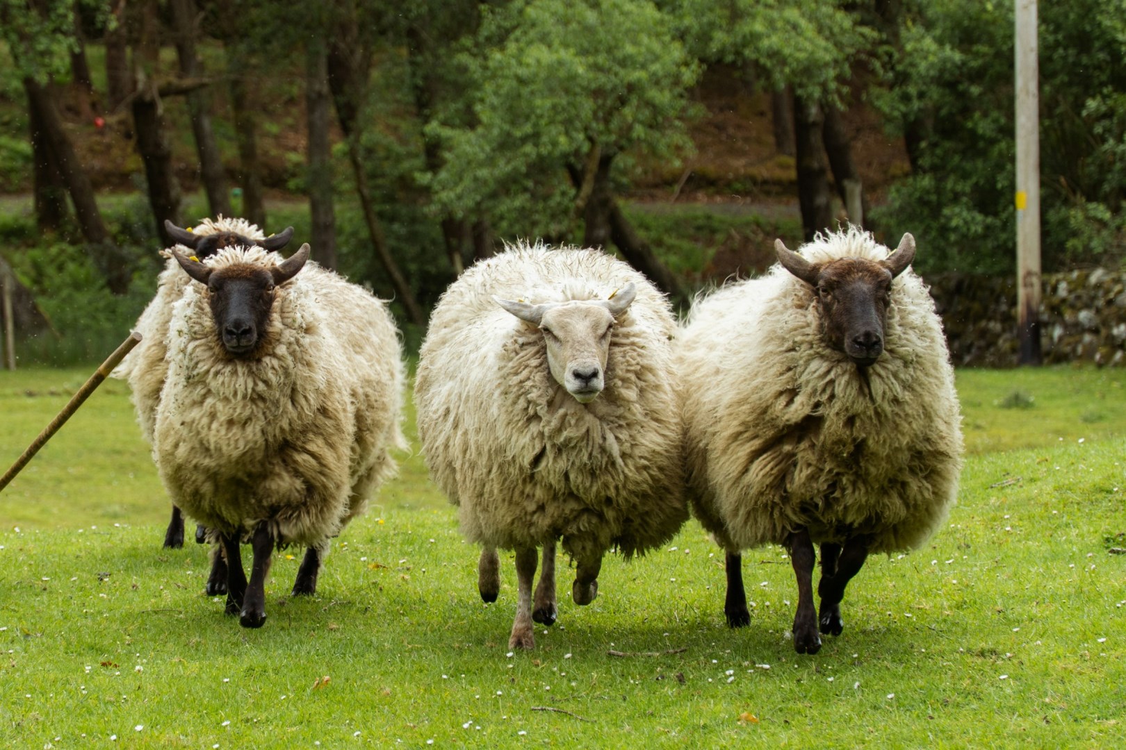 Sheep - Photo Credit: Photo by Jasper Gribble on Unsplash