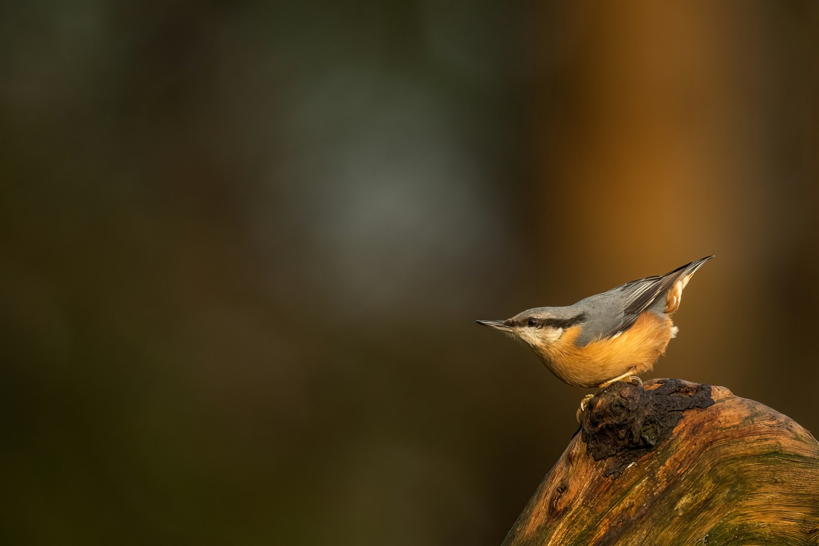  Photo Credit: Photo by Vincent van Zalinge on Unsplash