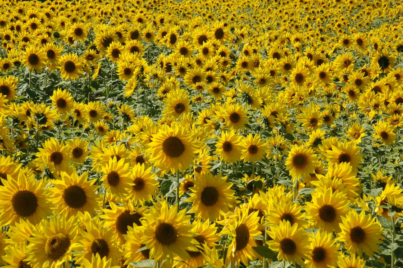  Photo Credit: Photo by Travis Leery on Unsplash