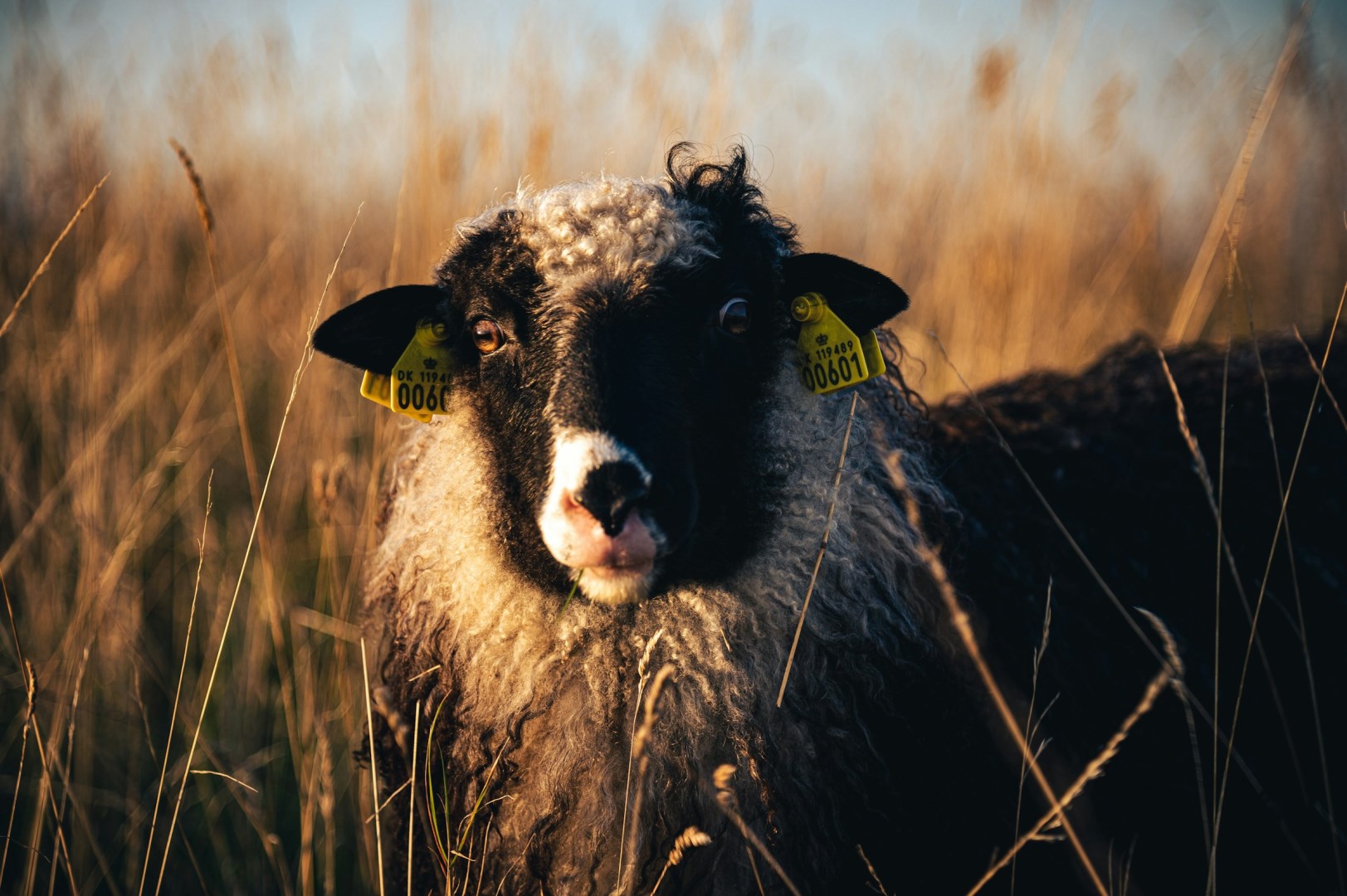  Photo Credit: Photo by Artem Shuba on Unsplash