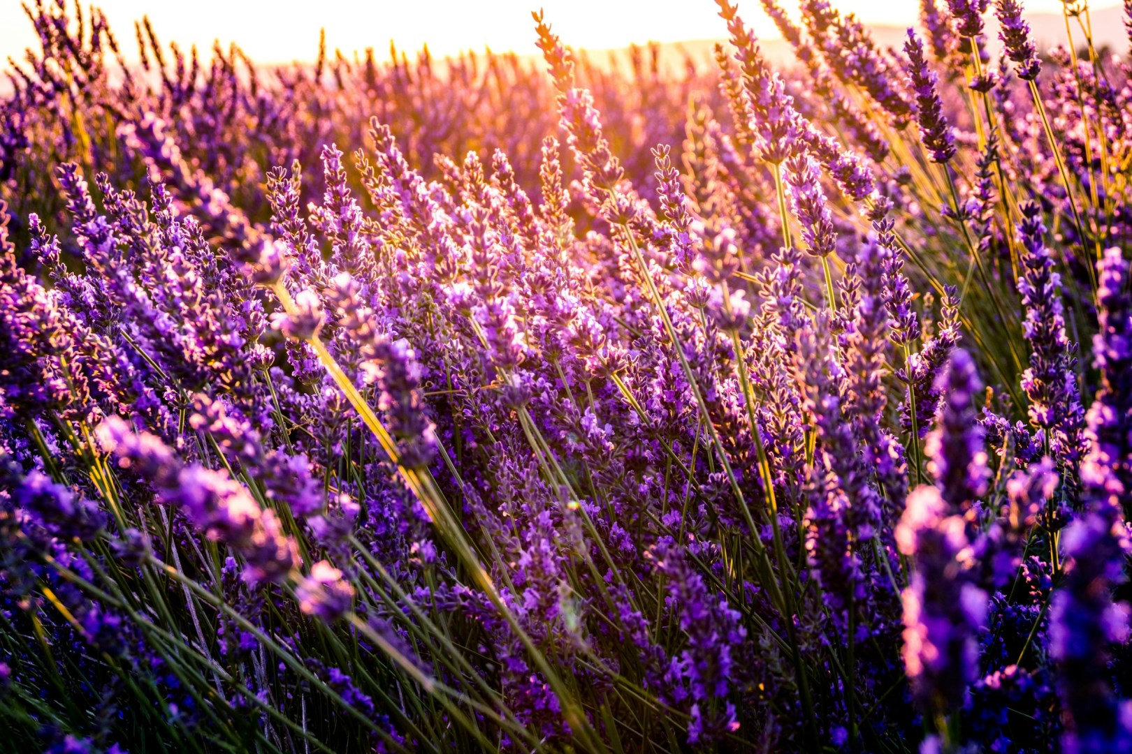  Photo Credit: Photo by Léonard Cotte on Unsplash