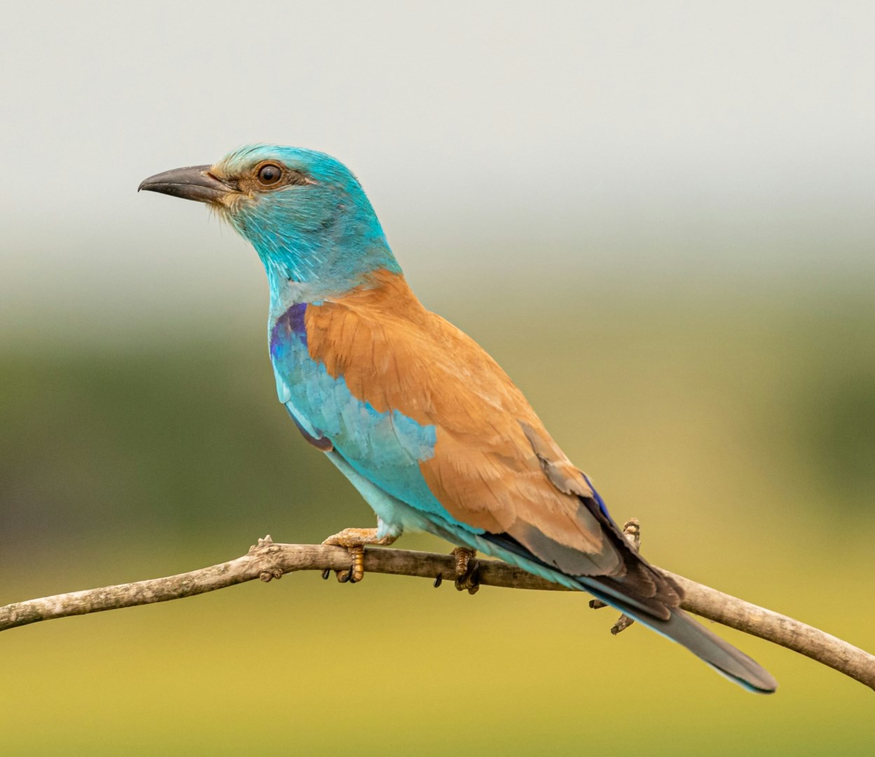 European Roller - Photo Credit: Photo by Zdeněk Macháček on Unsplash