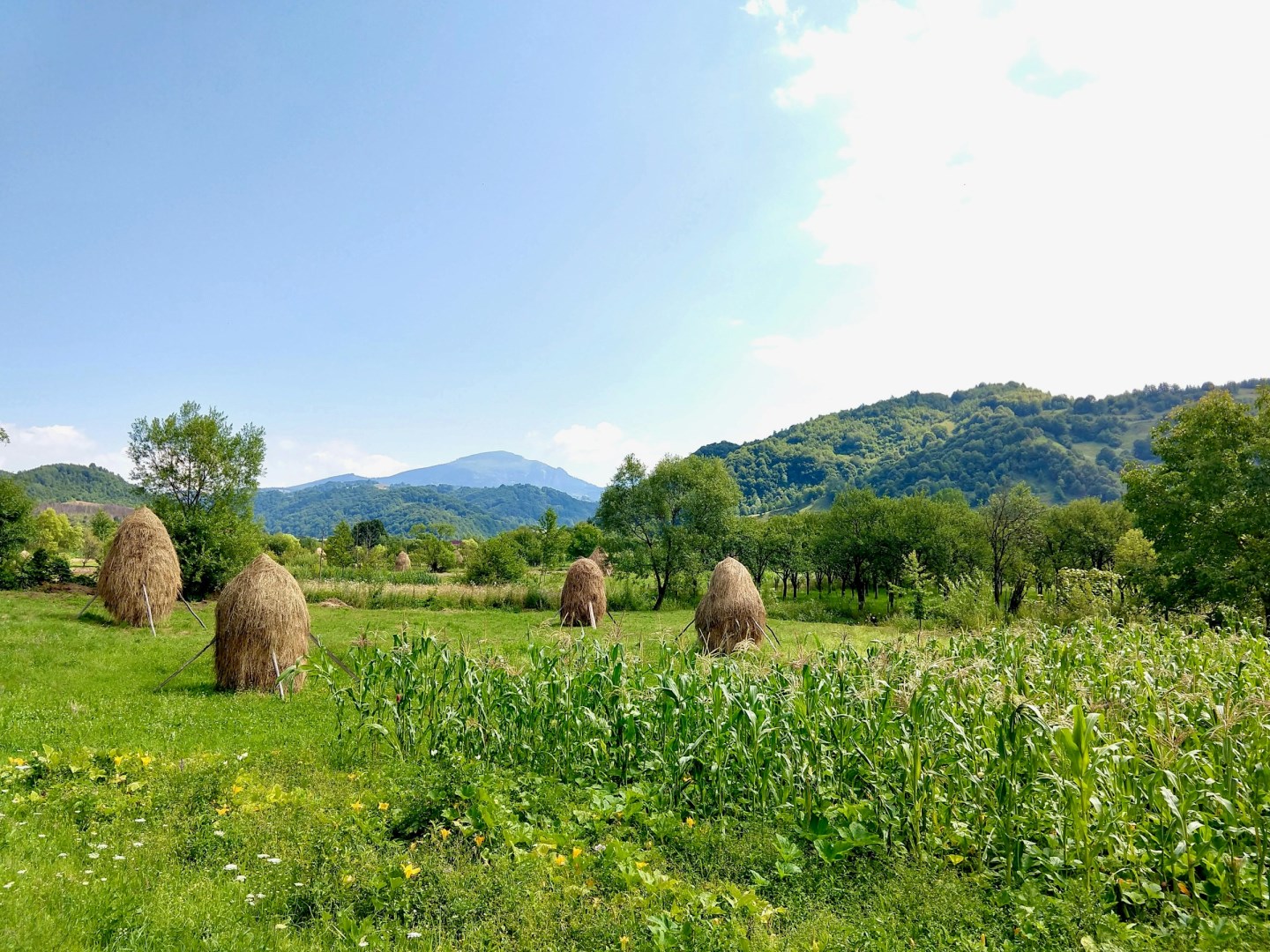 Groșii Țibleșului - Photo Credit: Photo by Amelia on Unsplash