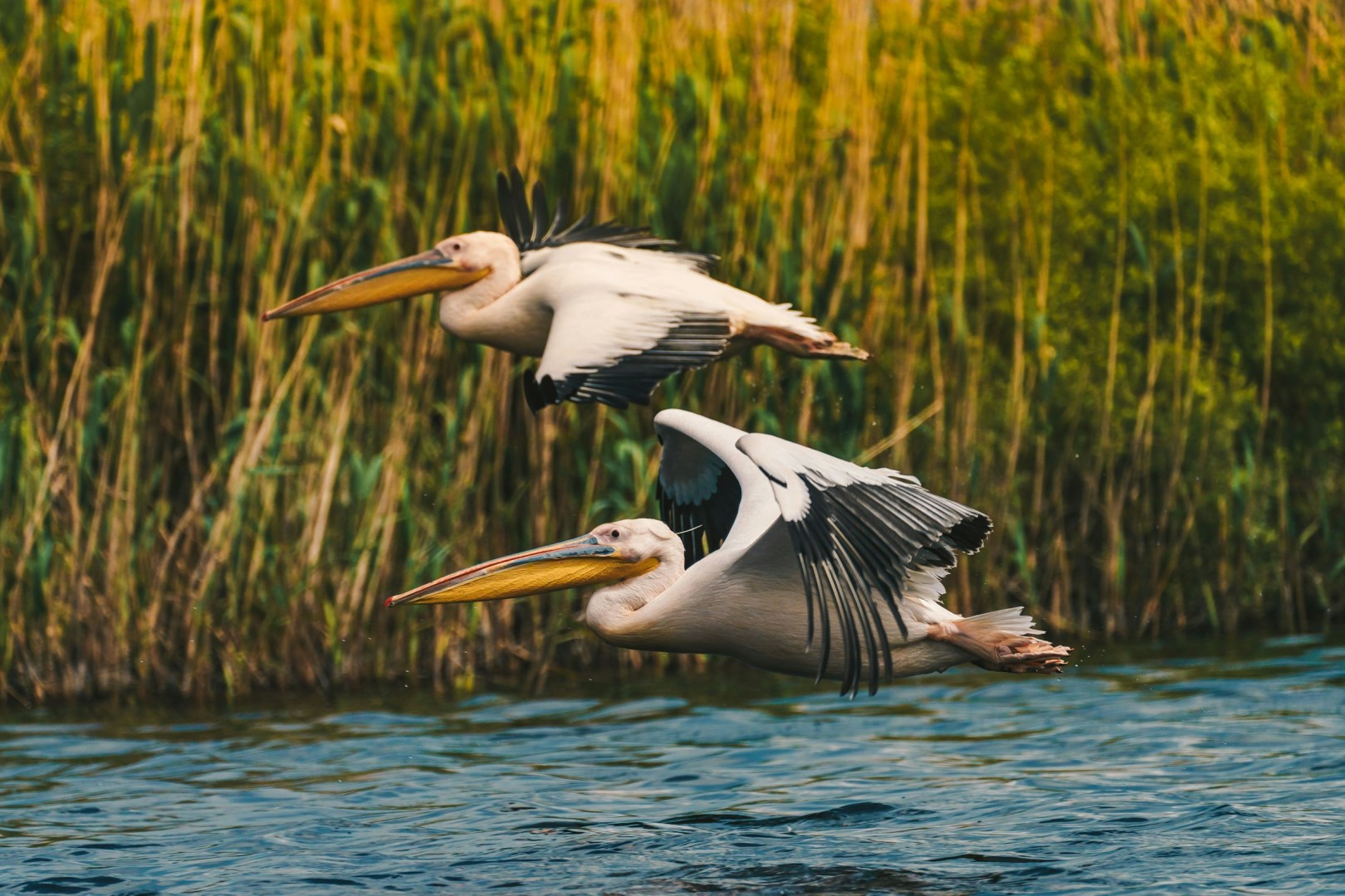 Pelicans in the Danube Delta - Photo Credit: Photo by CALIN STAN on Unsplash