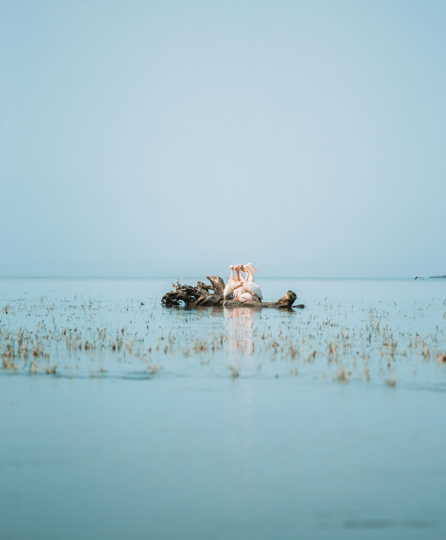  Photo Credit: Photo by Gloria Cretu on Unsplash