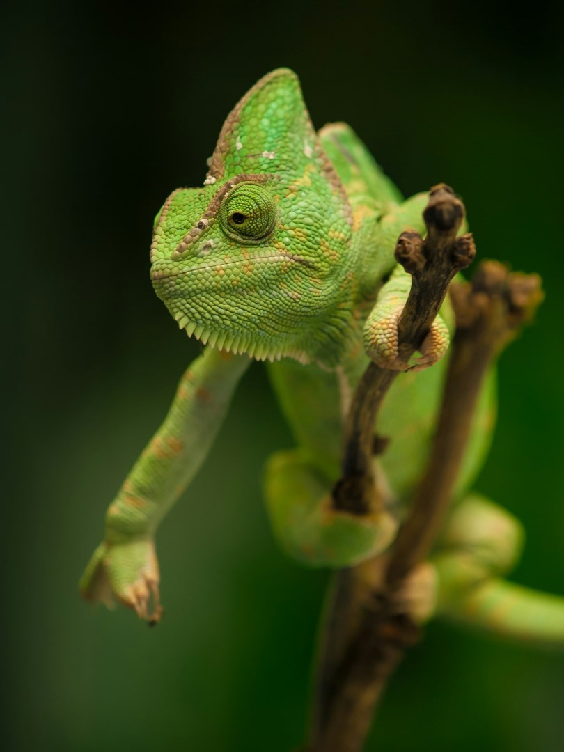 Yemen Chameleon - Photo Credit: Photo by William Warby on Unsplash