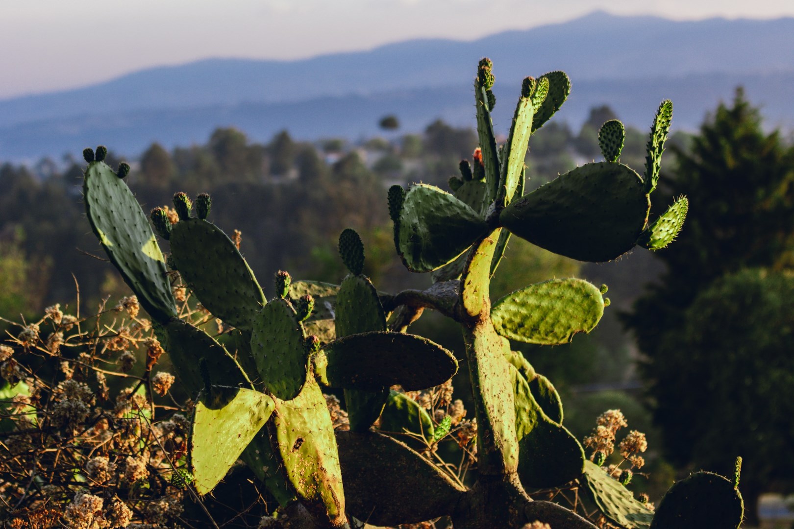  Photo Credit: Photo by Roger Ce on Unsplash