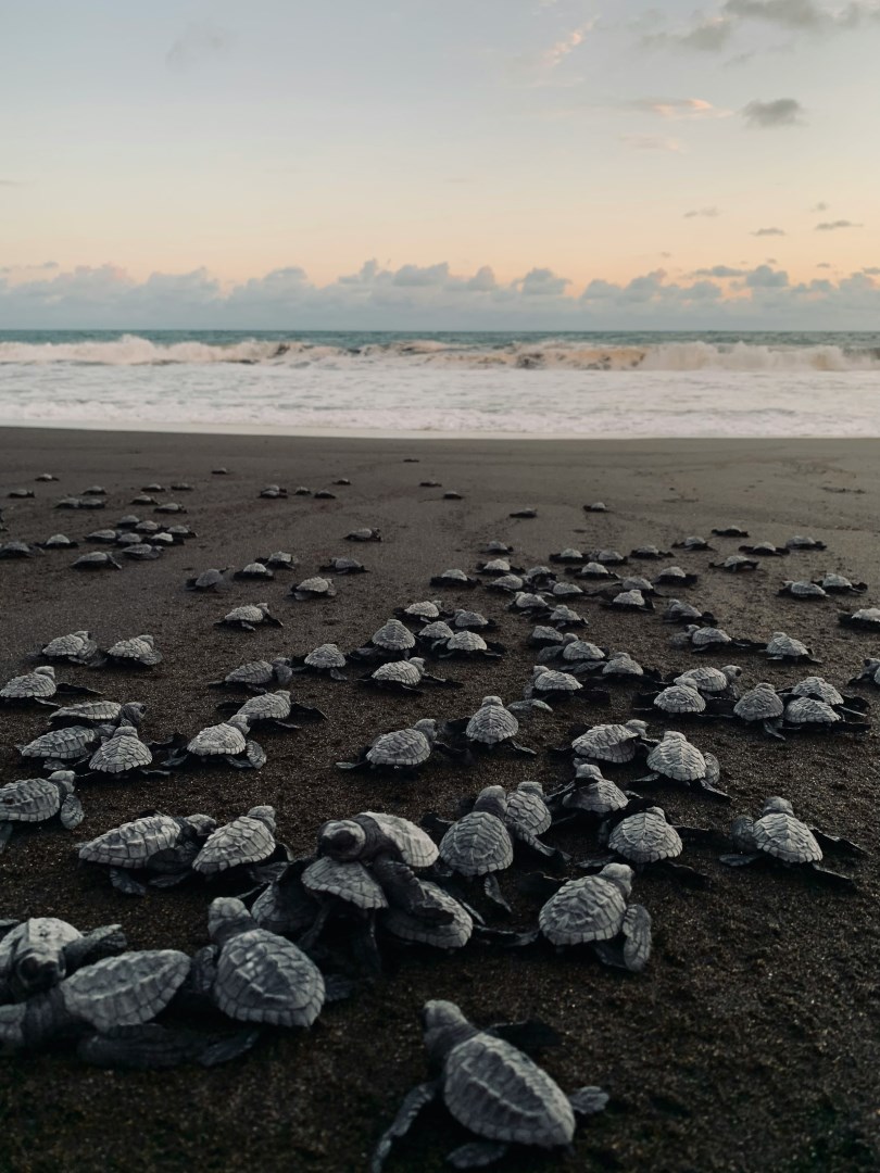  Photo Credit: Photo by Pedro Novales on Unsplash