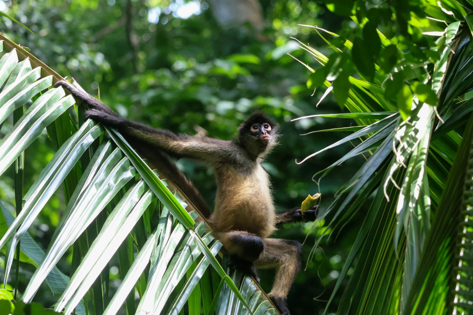 Puerto Barilla Monkey Reserve - Photo Credit: Photo by Meg von Haartman on Unsplash