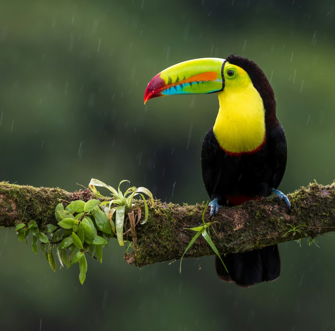 Keel-billed Toucan - Photo Credit: Photo by Zdeněk Macháček on Unsplash