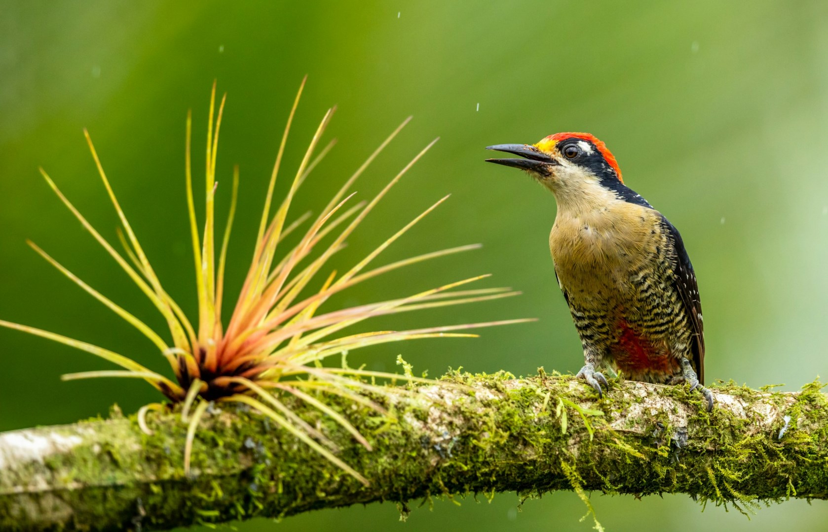 Black-cheeked woodpecker - Photo Credit: Photo by Zdeněk Macháček on Unsplash