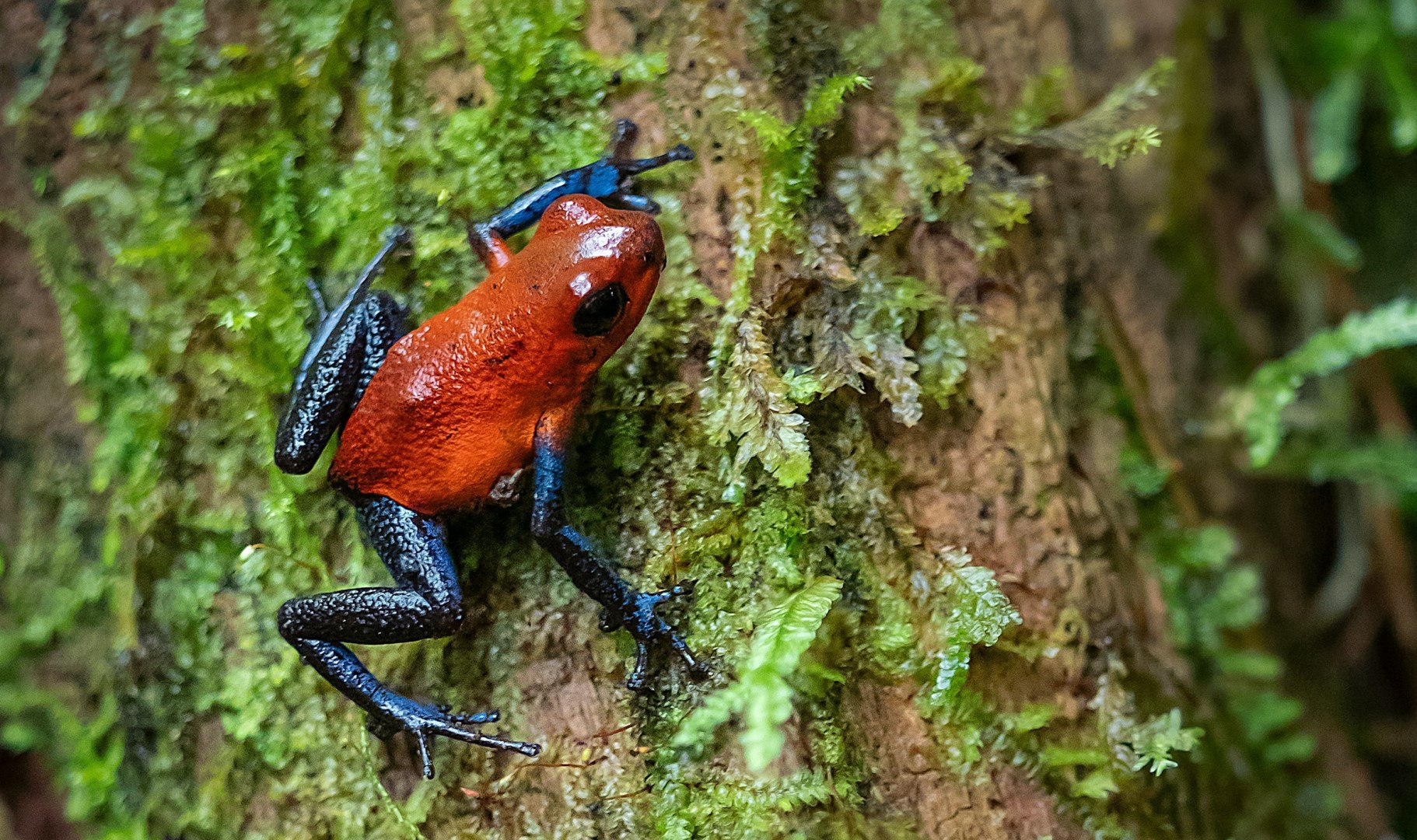 Blue Jeans Frog - Photo Credit: Photo by William Warby on Unsplash
