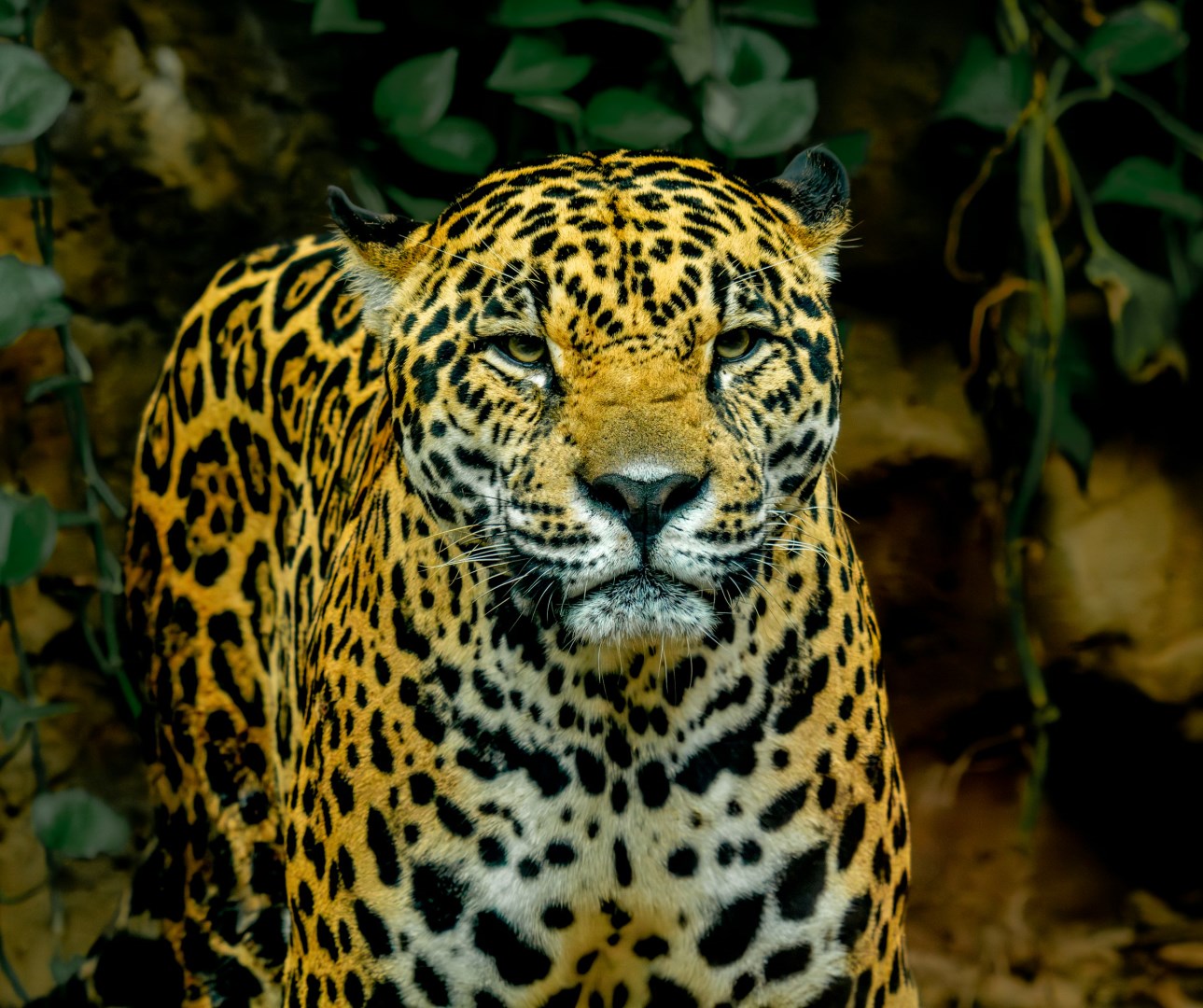 Jaguar - Photo Credit: Photo by Hunter Masters on Unsplash