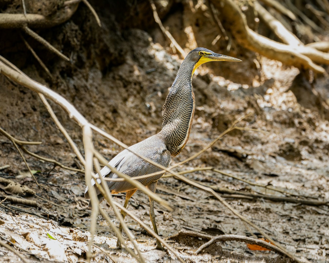 Tiger heron - Photo Credit: Photo by Abhi Verma on Unsplash