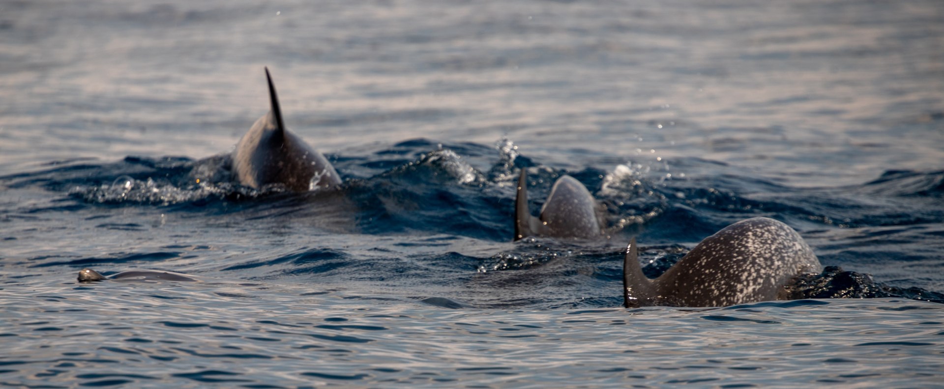spotted dolphins - Photo Credit: Photo by Bernd 📷 Dittrich on Unsplash