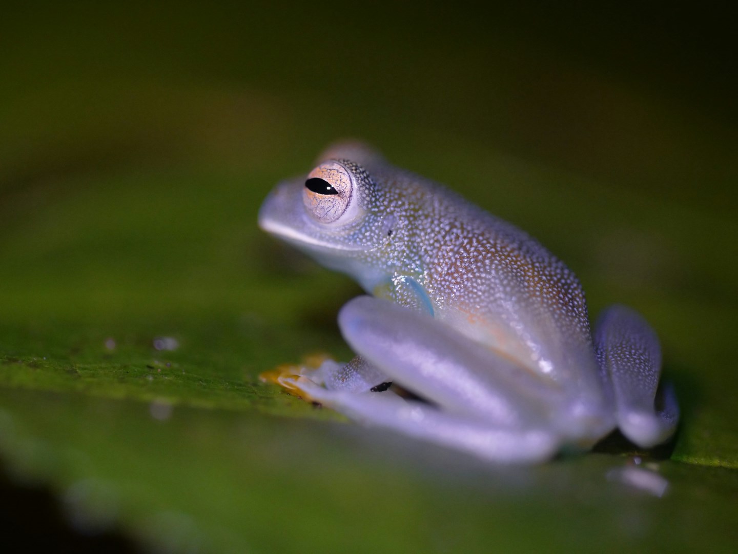 Granular Glass Frog - Photo Credit: Photo by Hugo Brightling on Unsplash