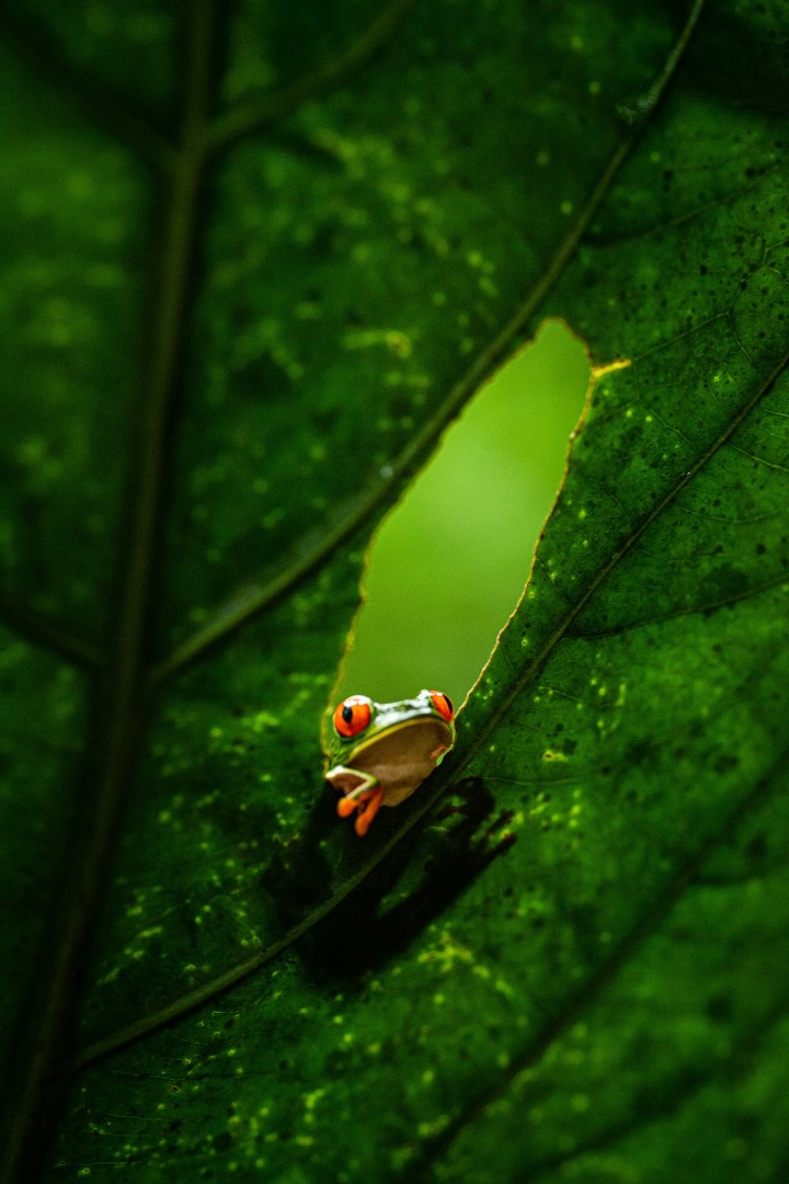 Redeyed frog - Photo Credit: Photo by Birger Strahl on Unsplash