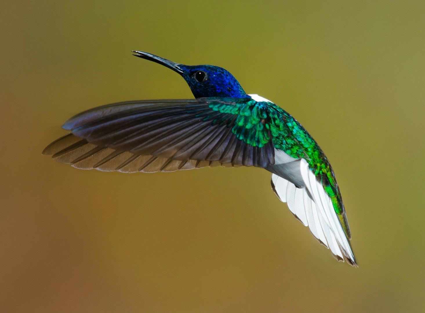 White-necked jacobin - Photo Credit: Photo by Zdeněk Macháček on Unsplash