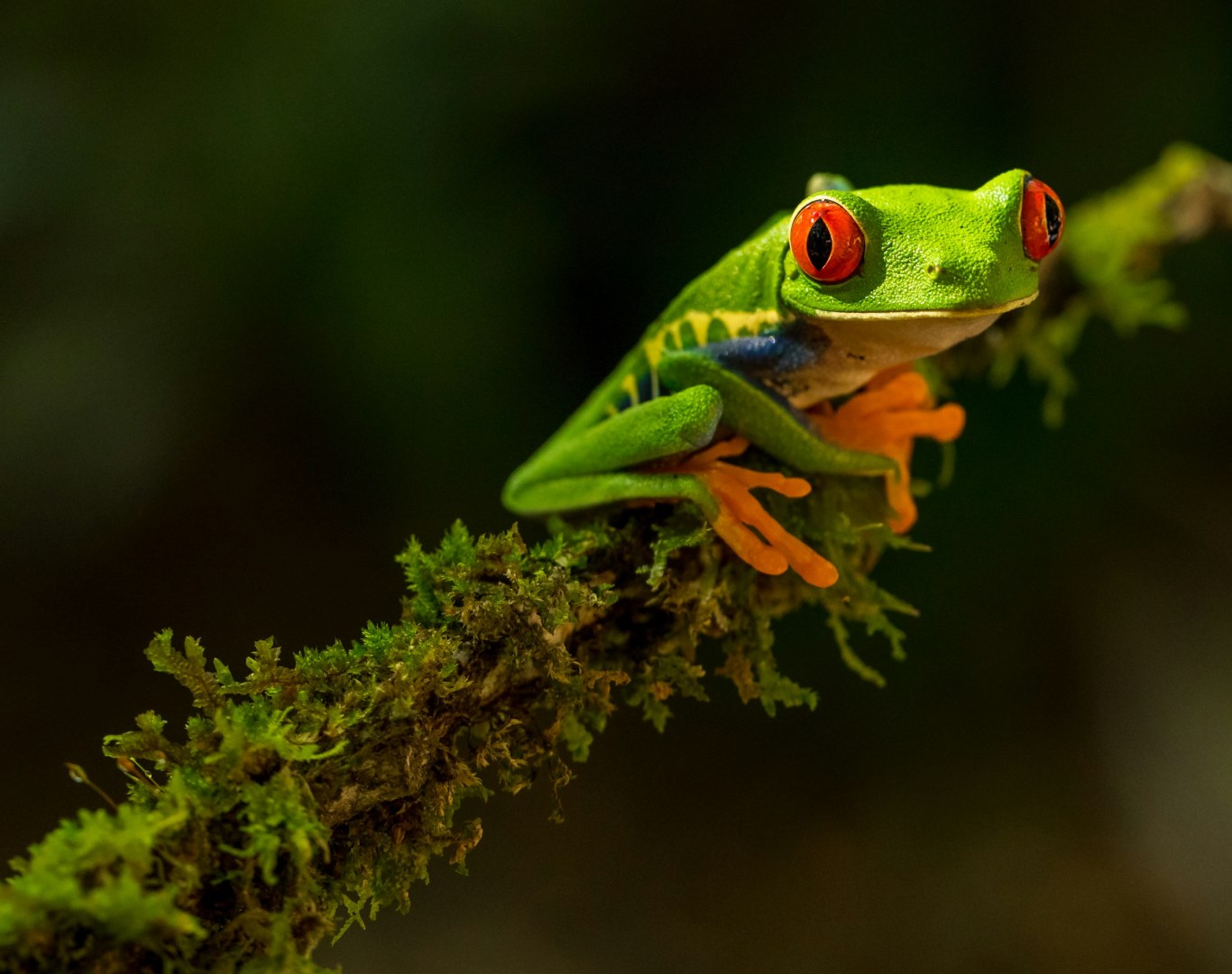 Red-eyed Tree Frog - Photo Credit: Photo by Zdeněk Macháček on Unsplash