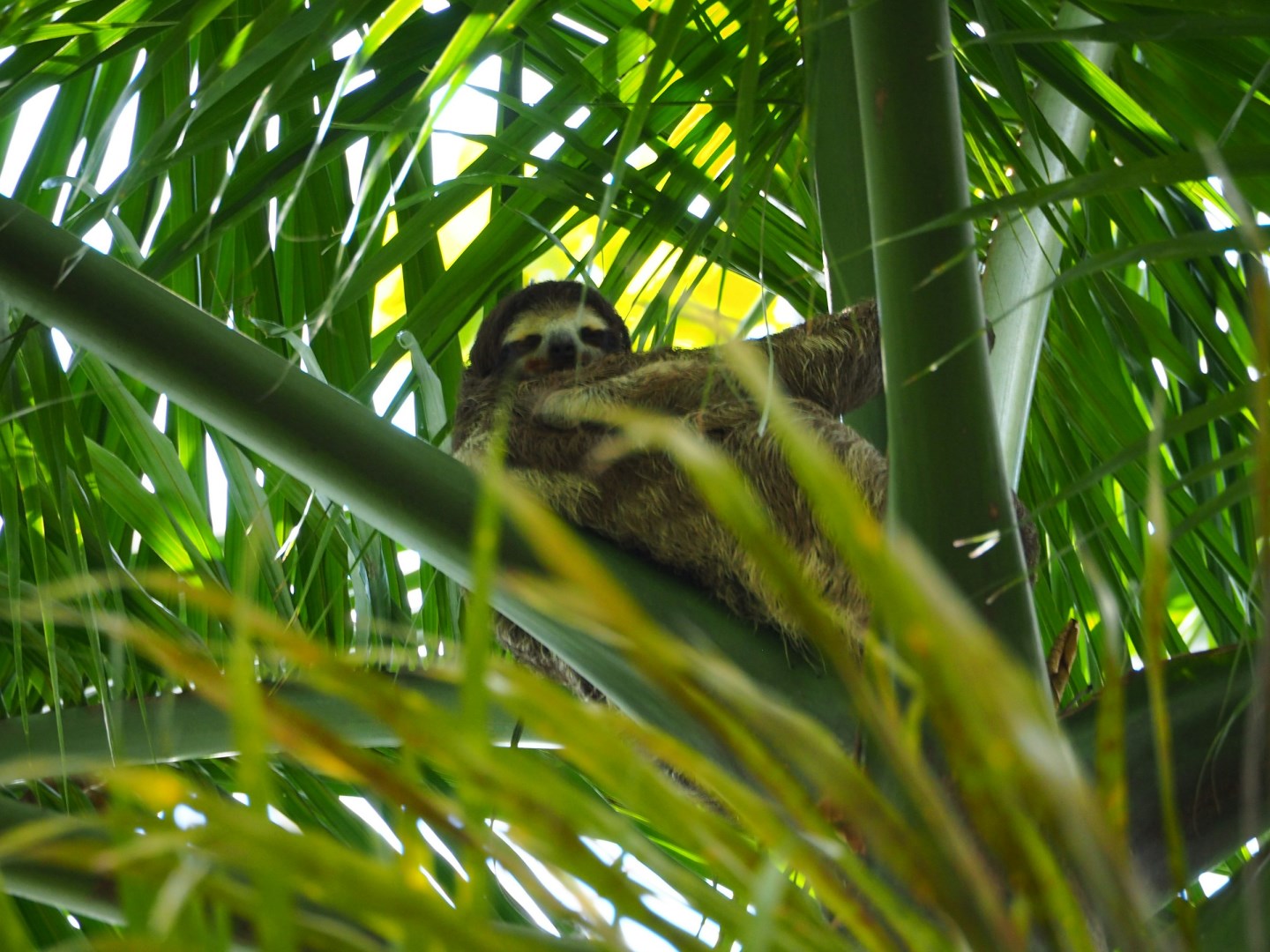 Sloth - Photo Credit: Photo by Joanna Borkowska on Unsplash