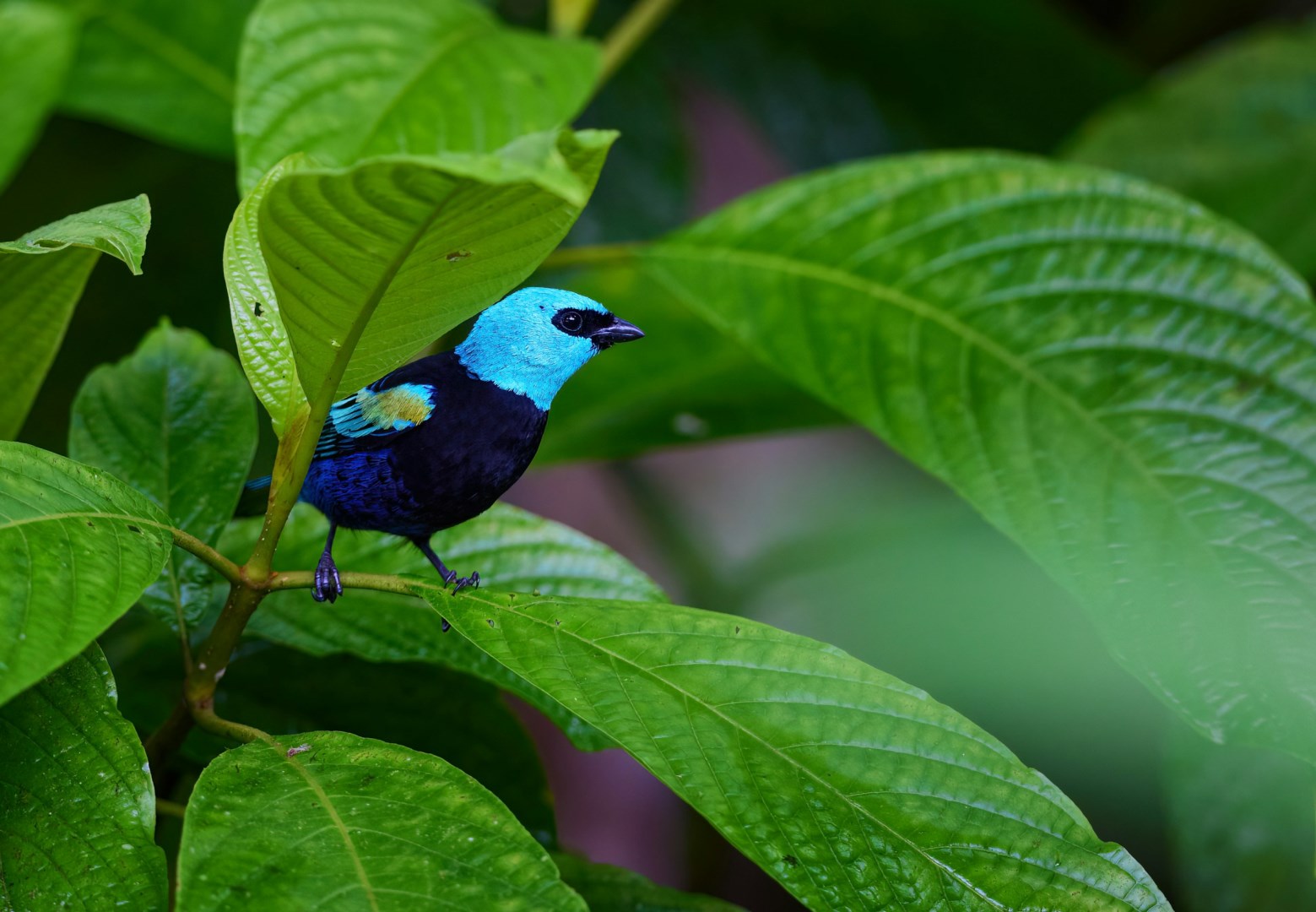 Blue-necked Tanager - Photo Credit: Photo by Zdeněk Macháček on Unsplash