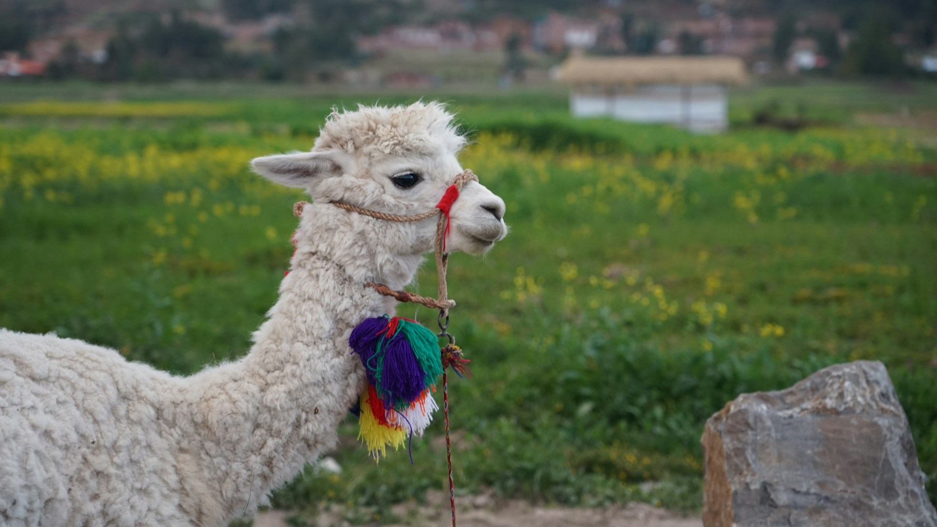  Photo Credit: Photo by Akshay Chauhan on Unsplash