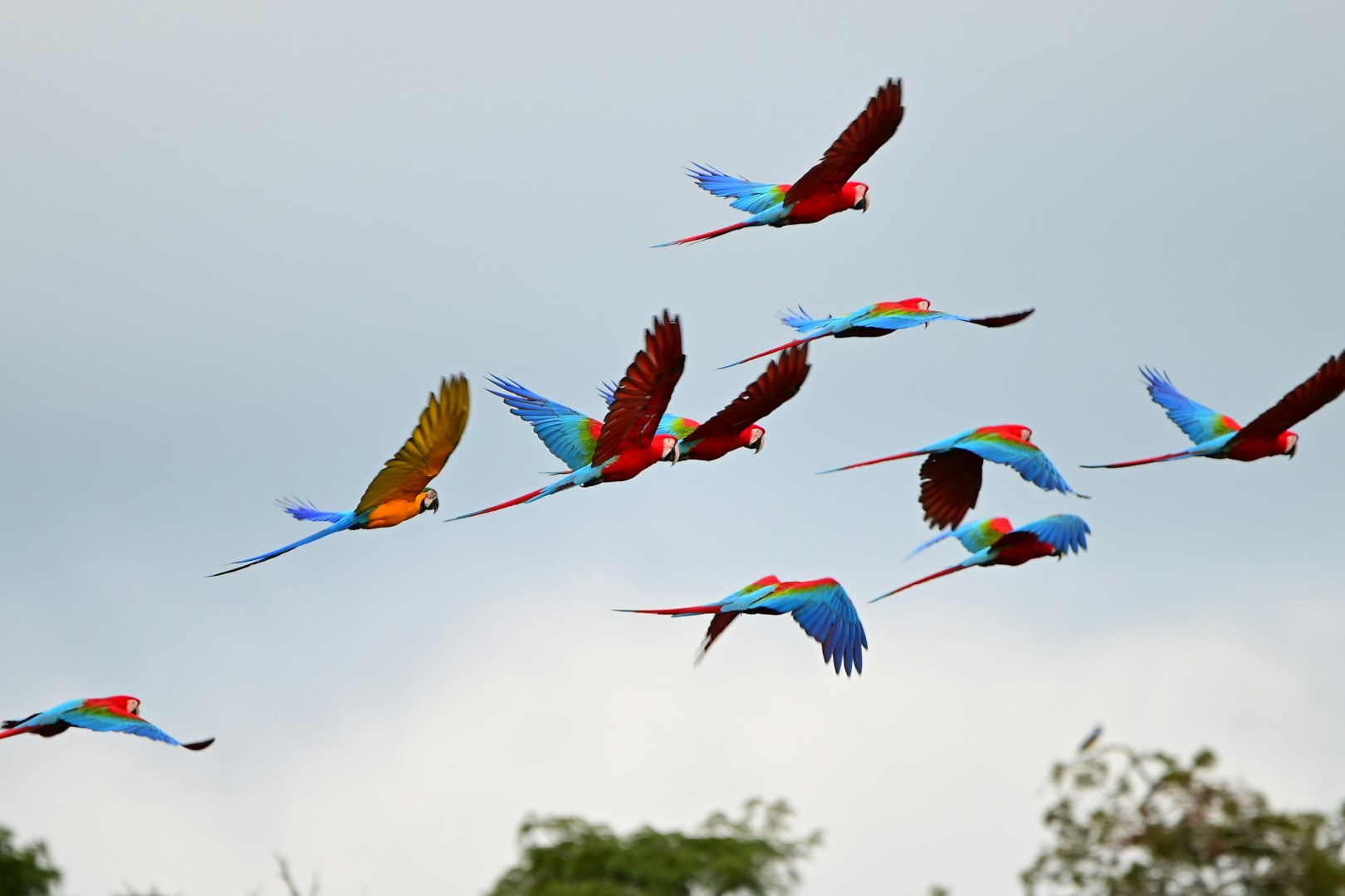 Macaws - Photo Credit: Photo by Britt Weckx on Unsplash