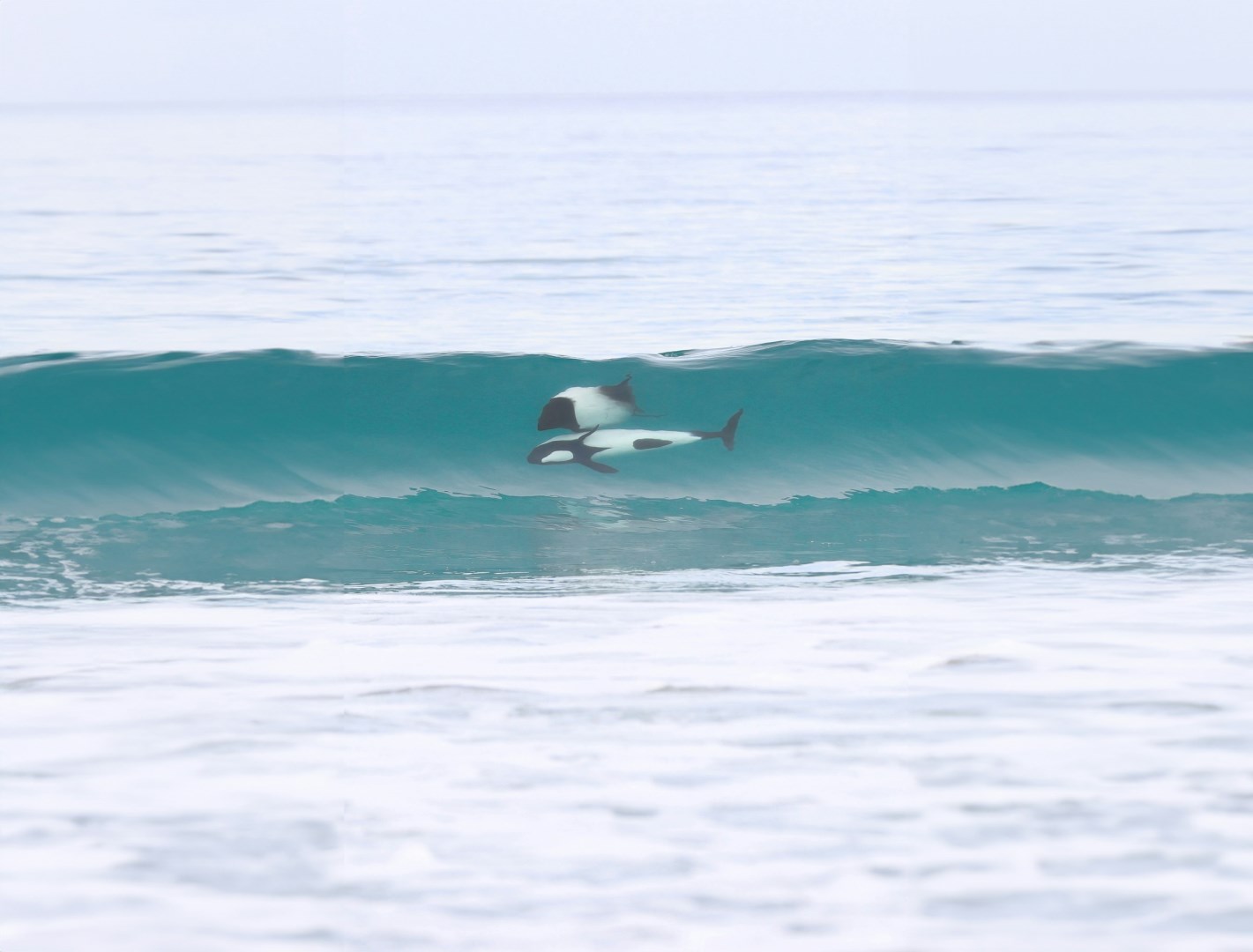 Commerson's dolphins - Photo Credit: Photo by Samuel Arkwright on Unsplash