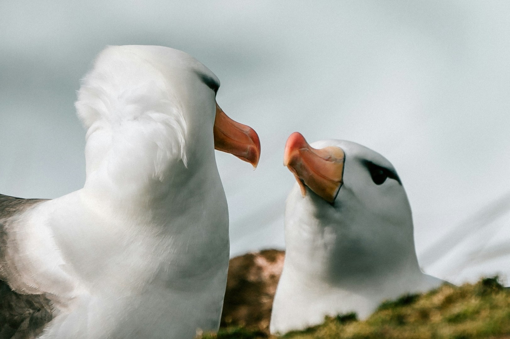 pair of Albatross - Photo Credit: Photo by Rod Long on Unsplash