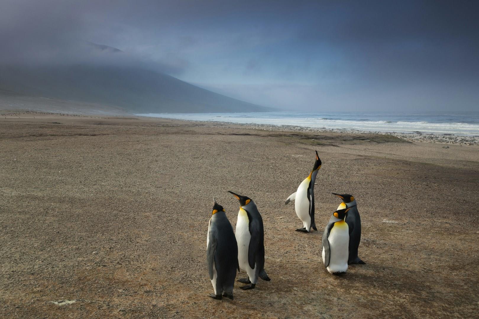 Falkland Islands