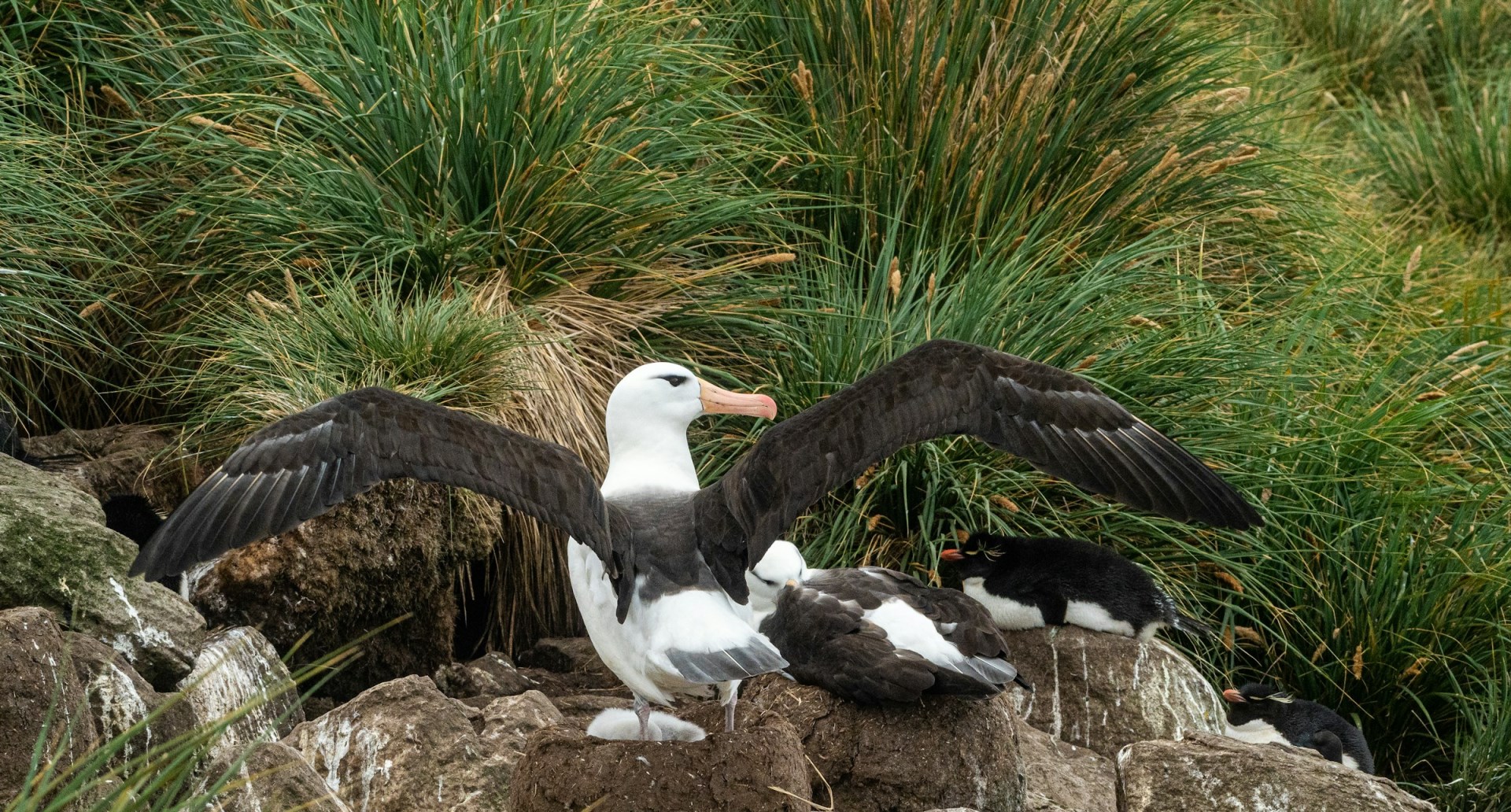 Nesting Albatross - Photo Credit: Photo by Lesly Derksen on Unsplash