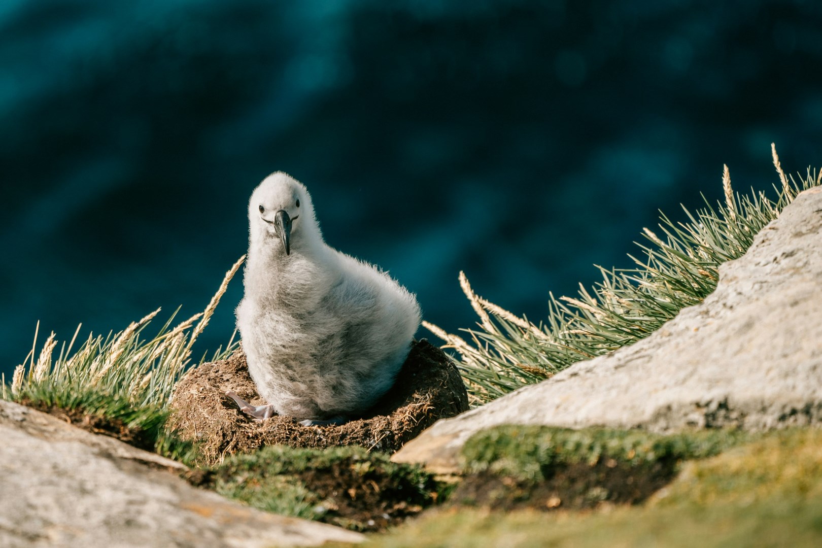 Albatross chick - Photo Credit: Photo by Rod Long on Unsplash