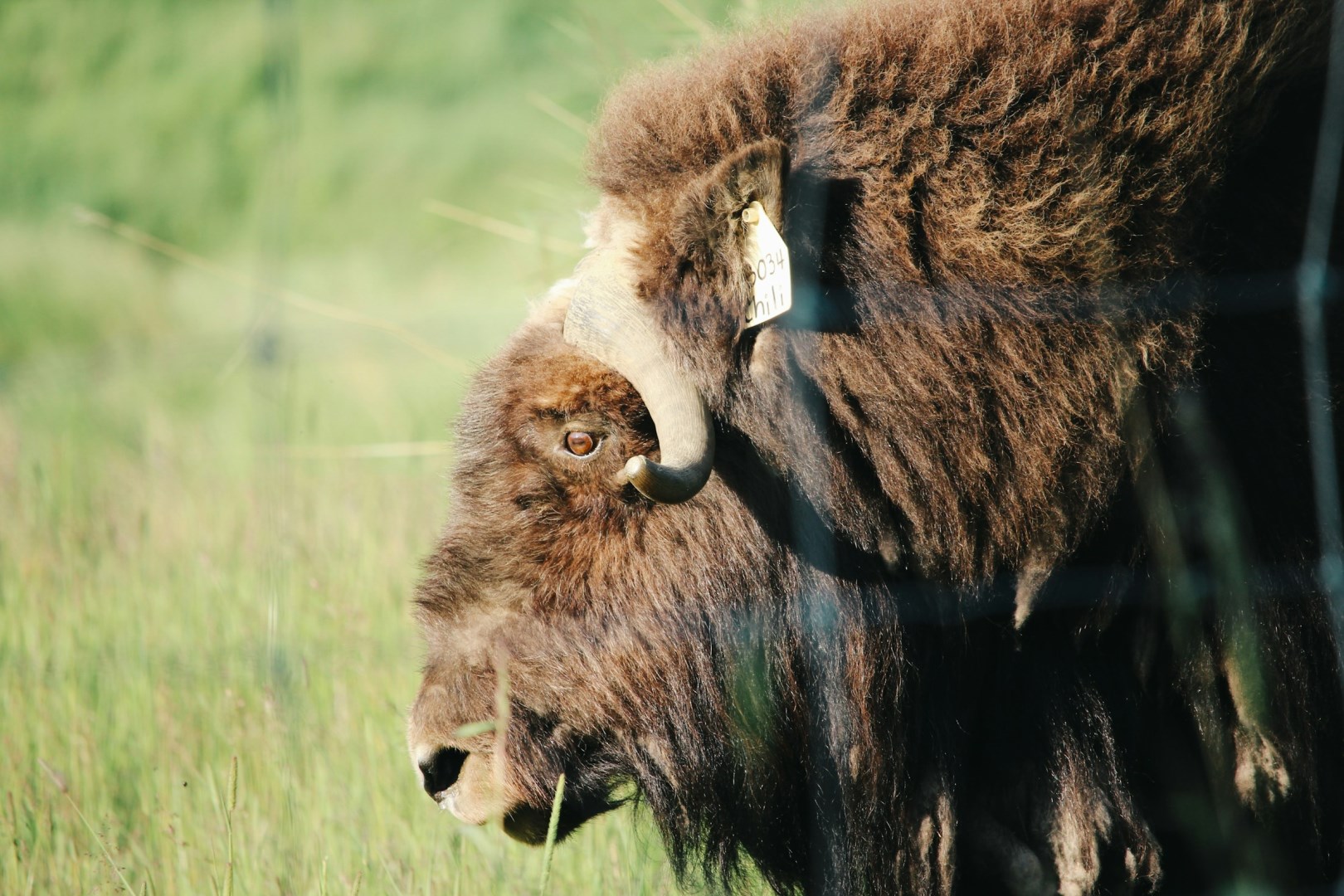 Musk Ox - Photo Credit: Photo by Leo Heisenberg on Unsplash