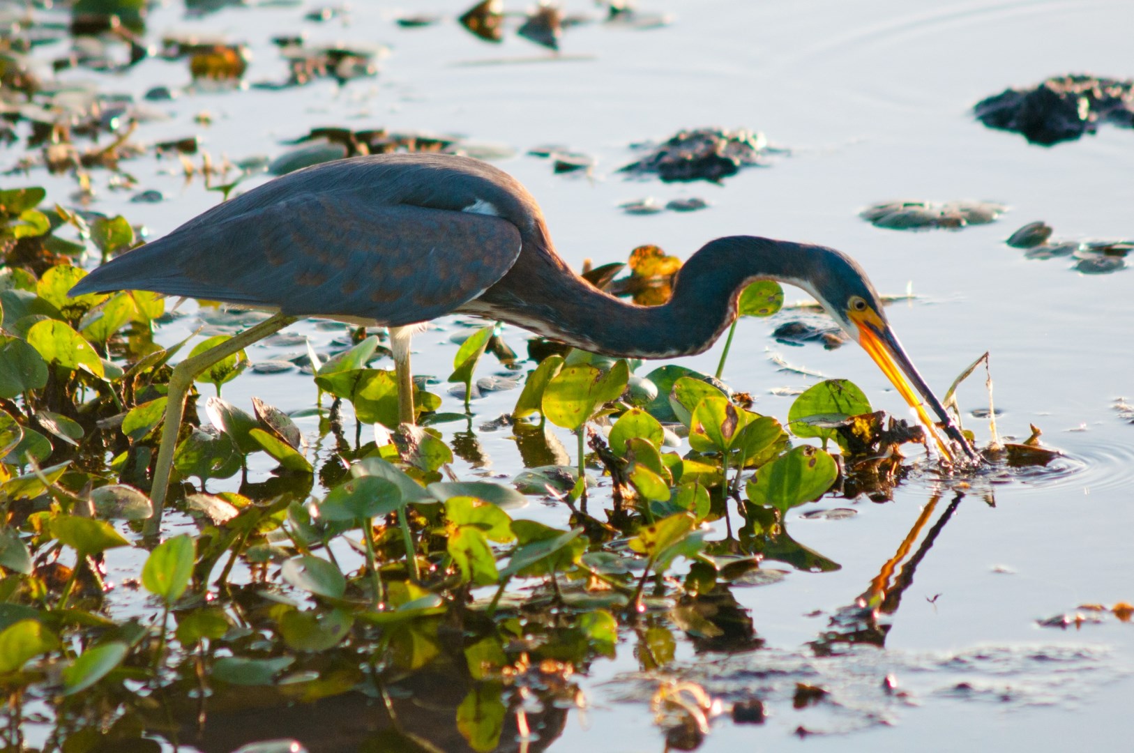 Great Blue Heron - Photo Credit: Photo by David Adamson on Unsplash