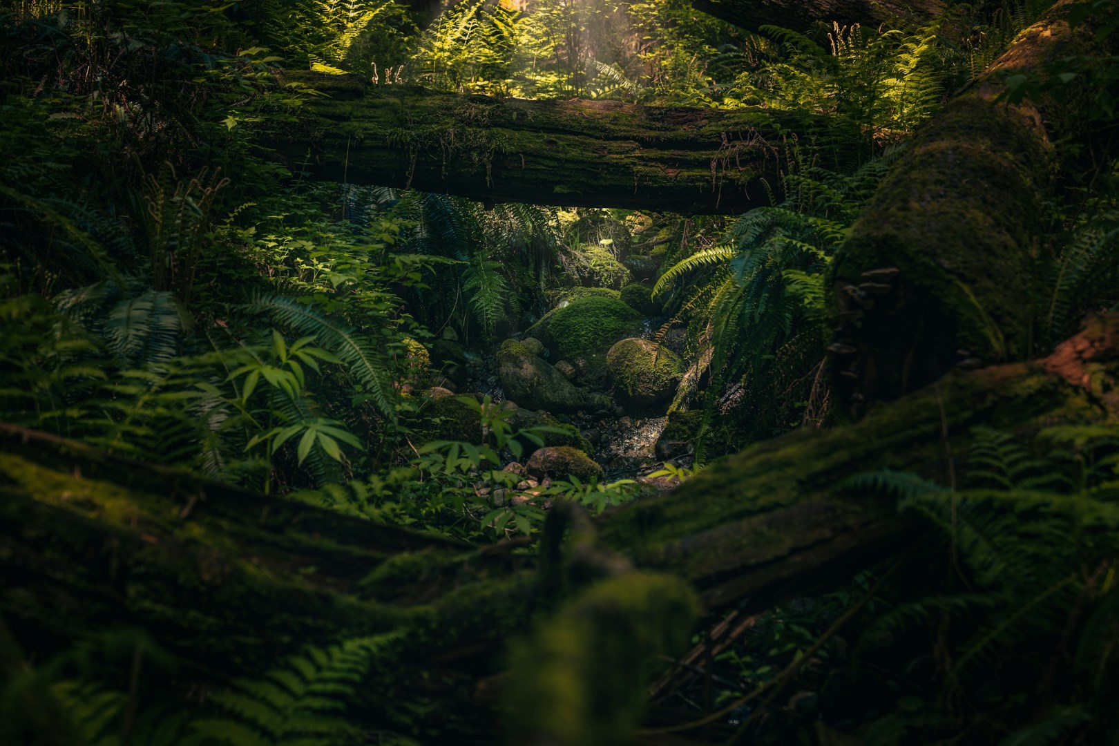  Photo Credit: Photo by Tomas Williams on Unsplash