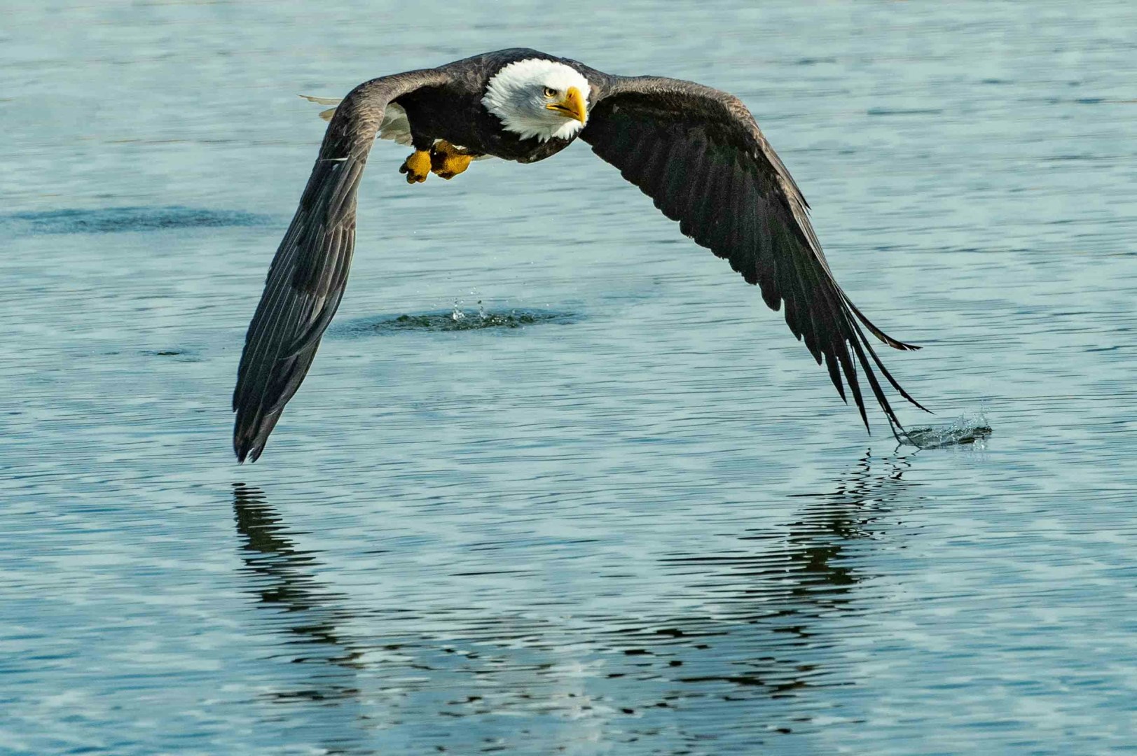 Eagle in Harrison Mills - Photo Credit: Photo by Richard Lee on Unsplash