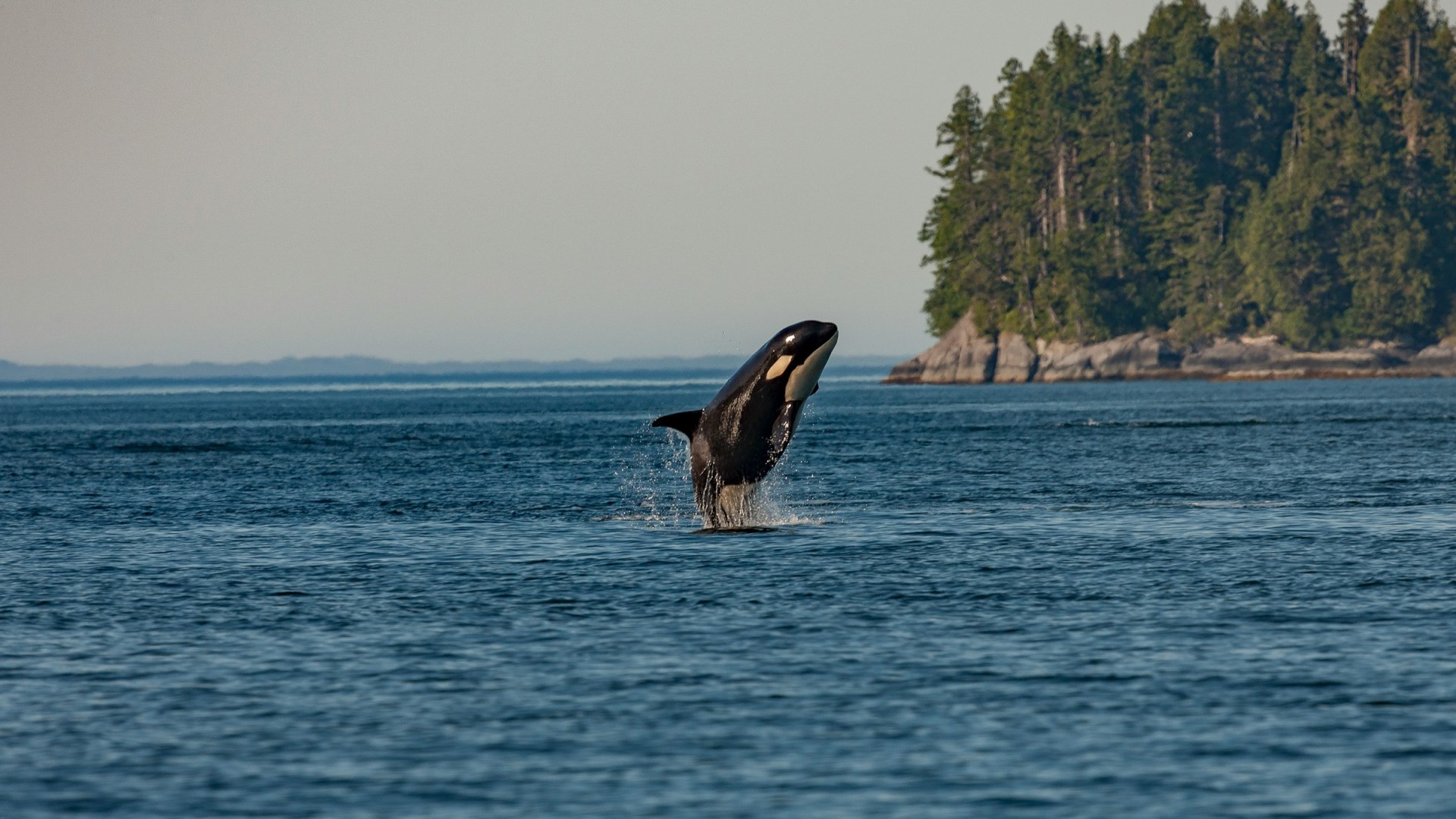 Whale - Photo Credit: Photo by Thomas Lipke on Unsplash