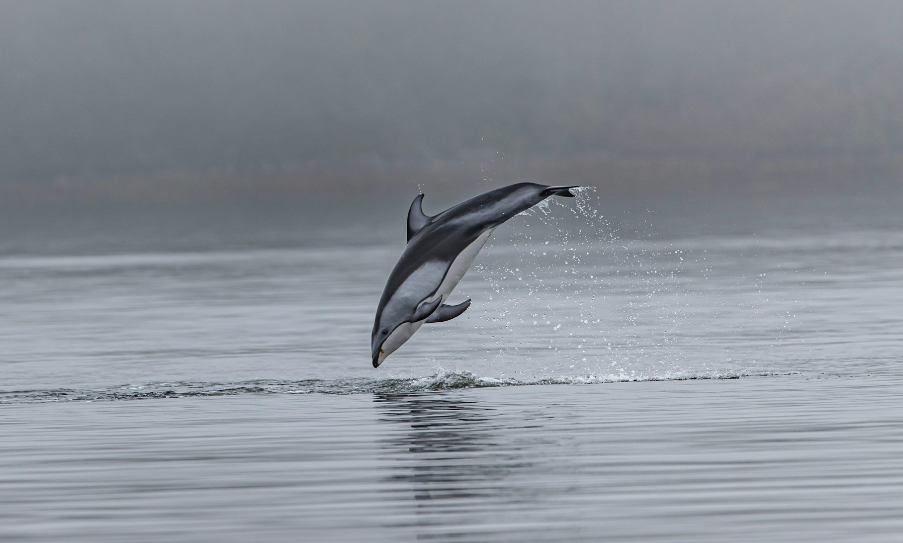Pacific white-sided dolphin - Photo Credit: Photo by Thomas Lipke on Unsplash