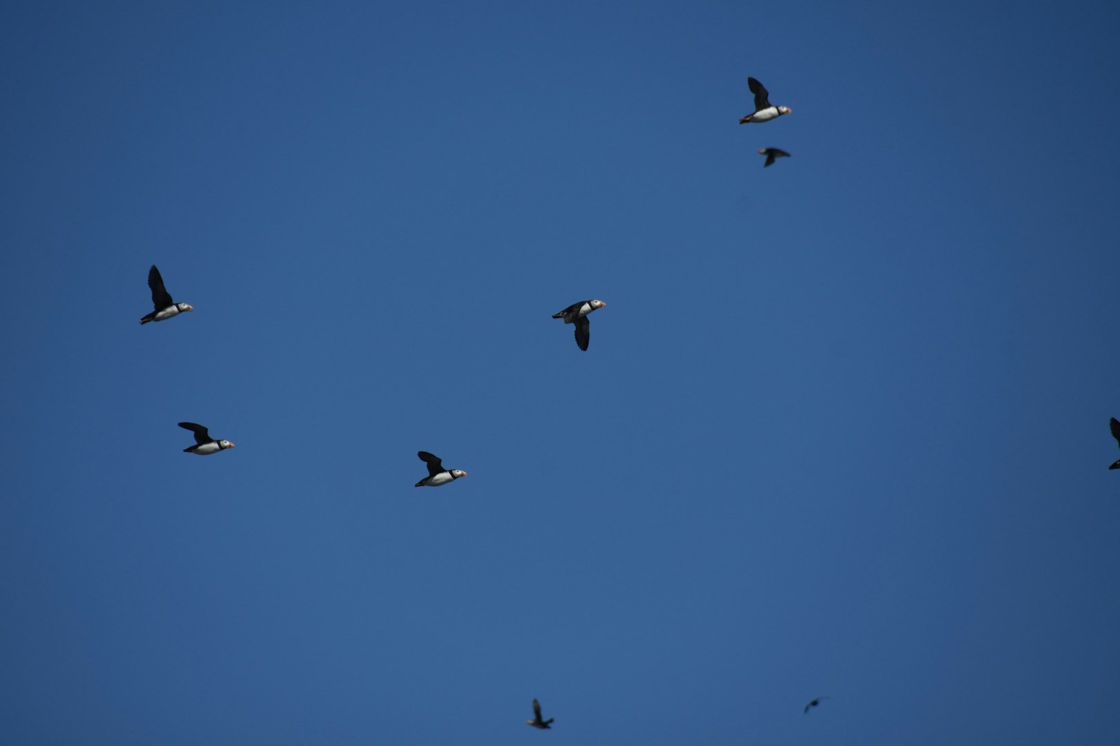  Photo Credit: Photo by Opal Siegal on Unsplash