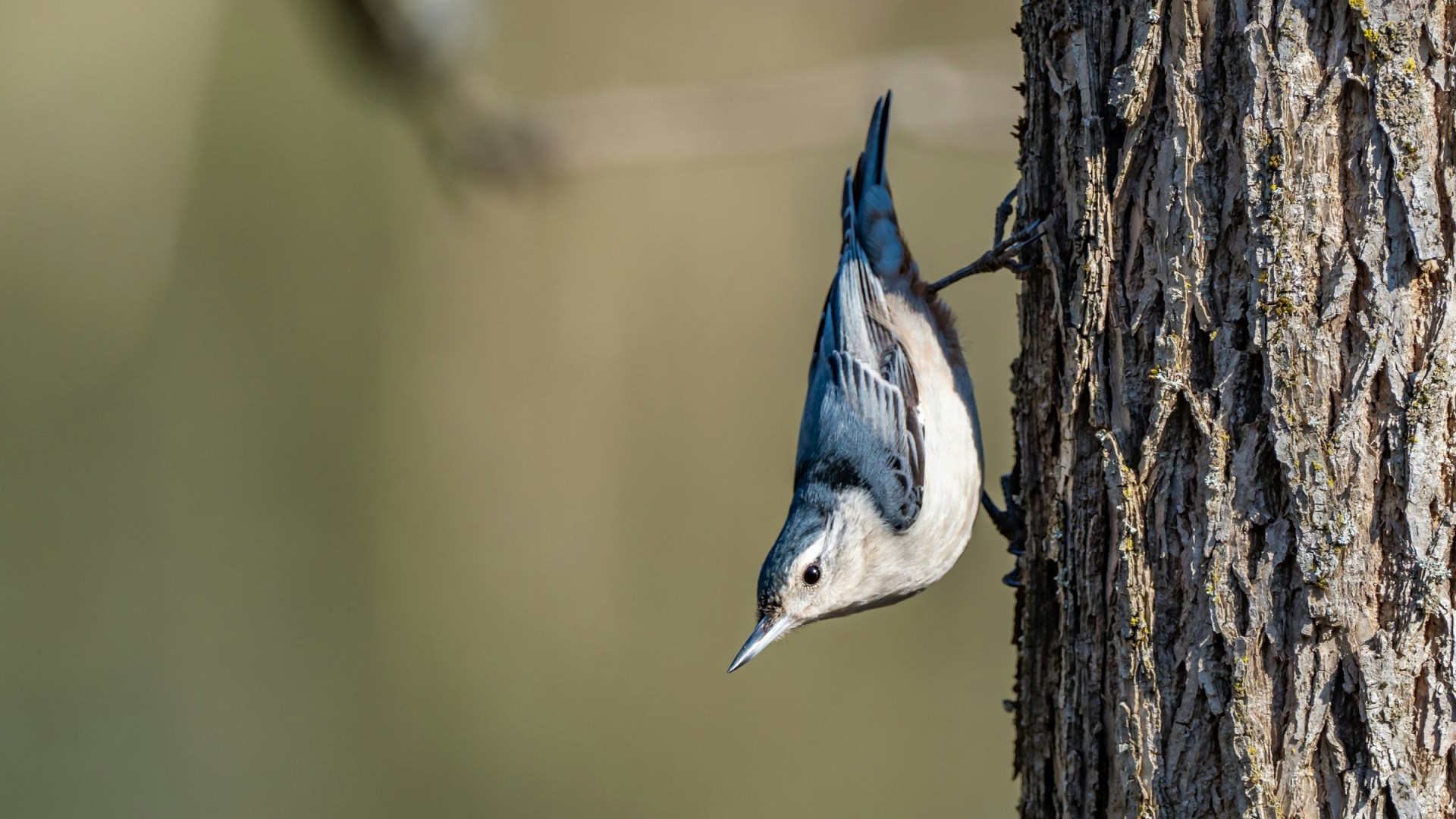 White-breasted Nuthatch - Photo Credit: Photo by Patrice Bouchard on Unsplash