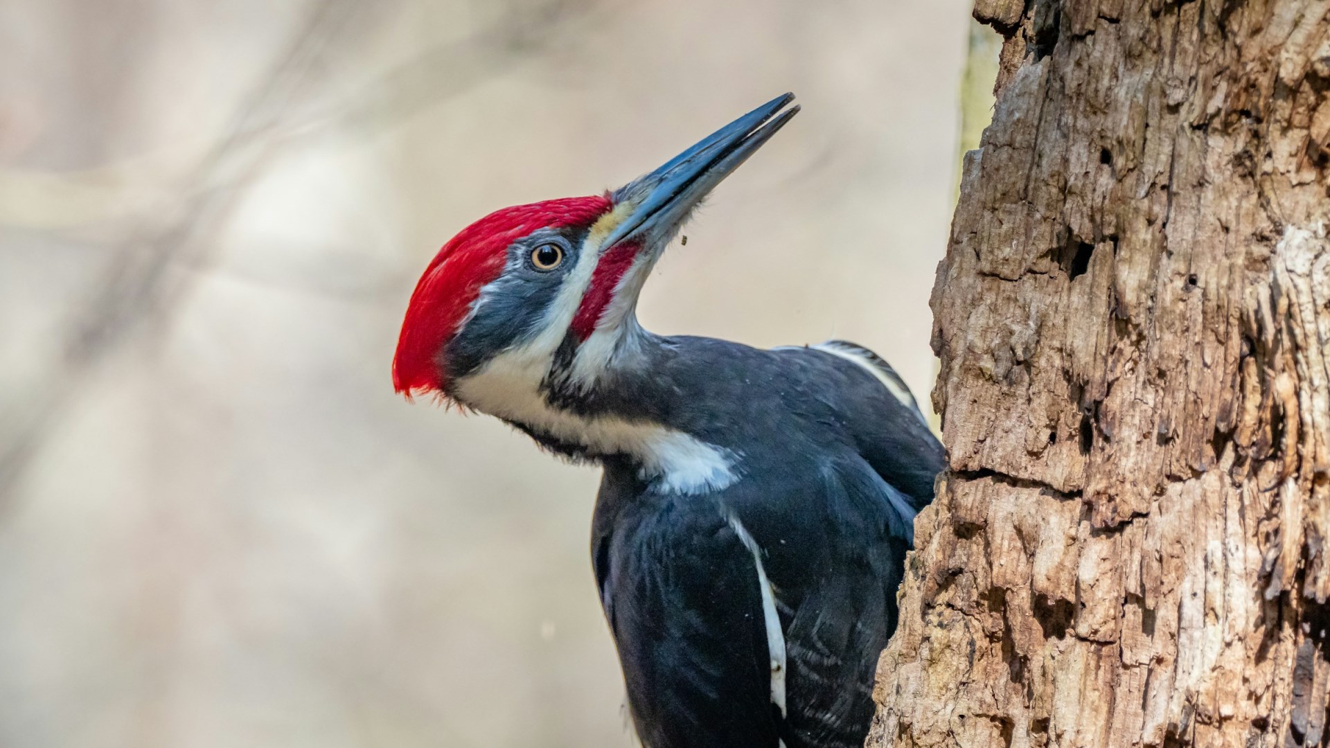  Photo Credit: Photo by Patrice Bouchard on Unsplash