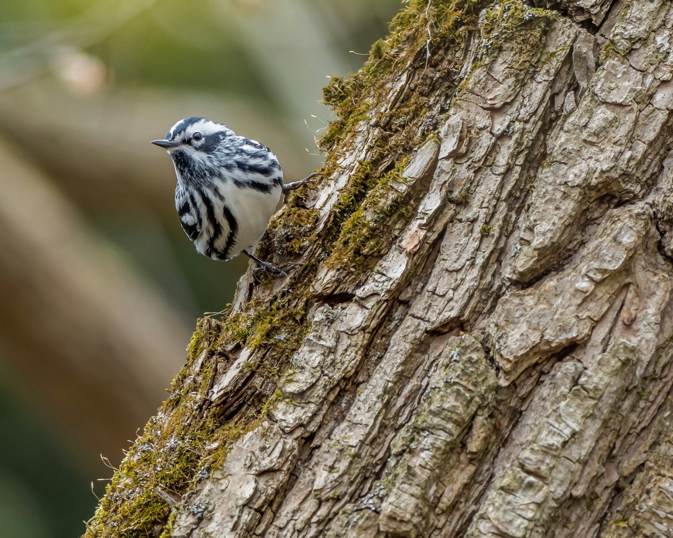 Black and white Warbler - Photo Credit: Photo by Patrice Bouchard on Unsplash