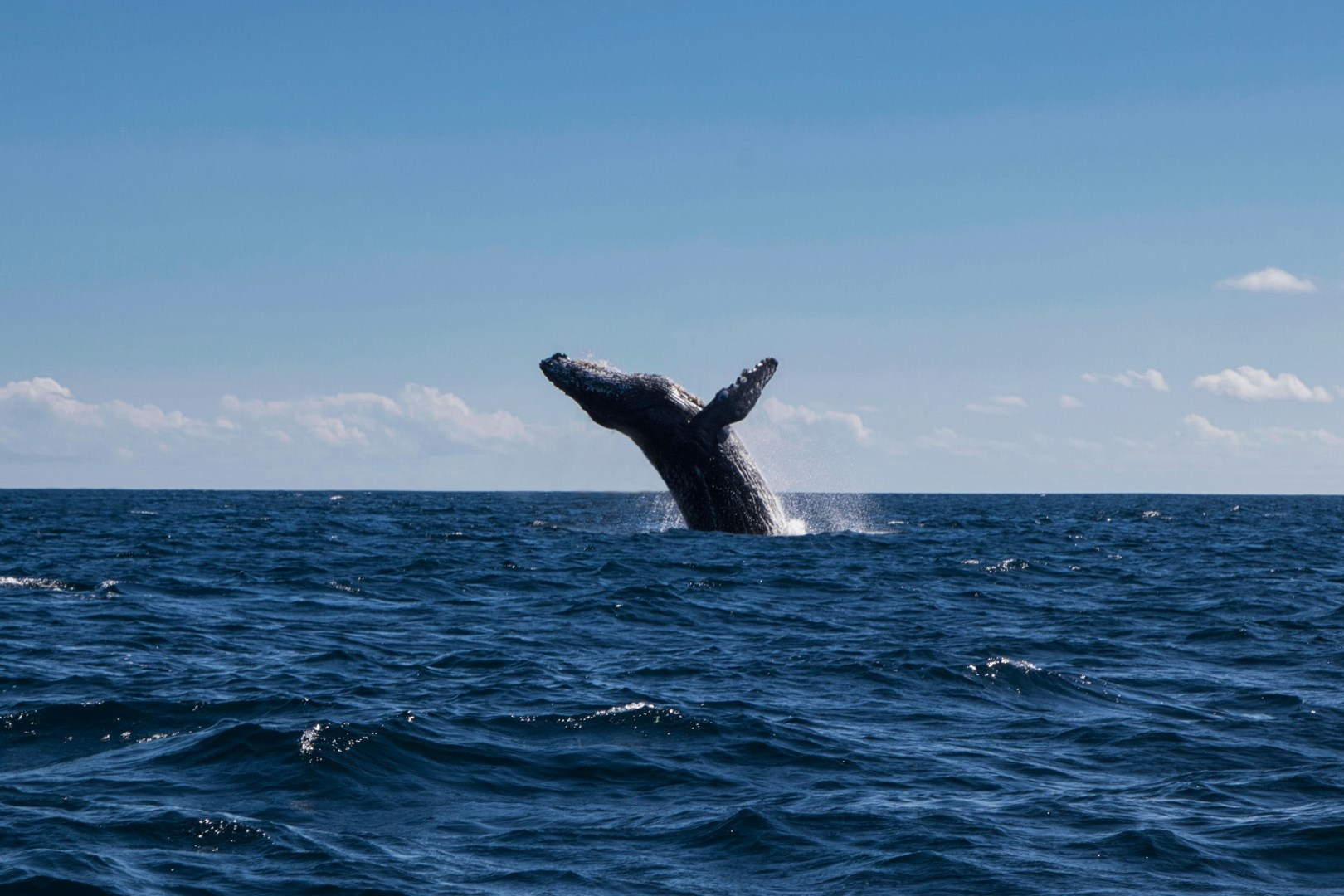 Whale - Photo Credit: hoto by Braden Egli on Unsplash