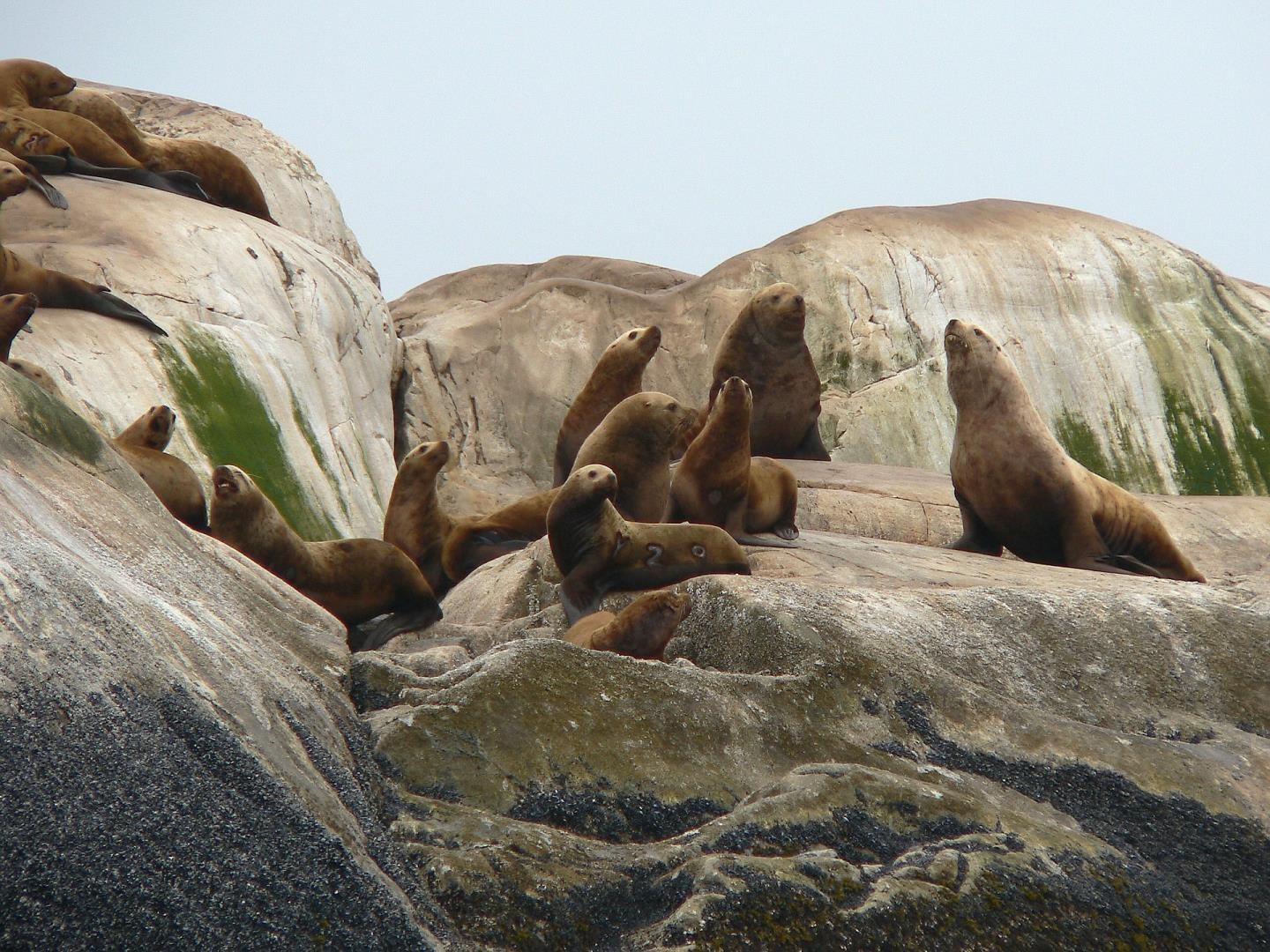 Sea lions in Glacier Bay National Park Sea lions in Glacier Bay National Park - Photo Credit: David Mark