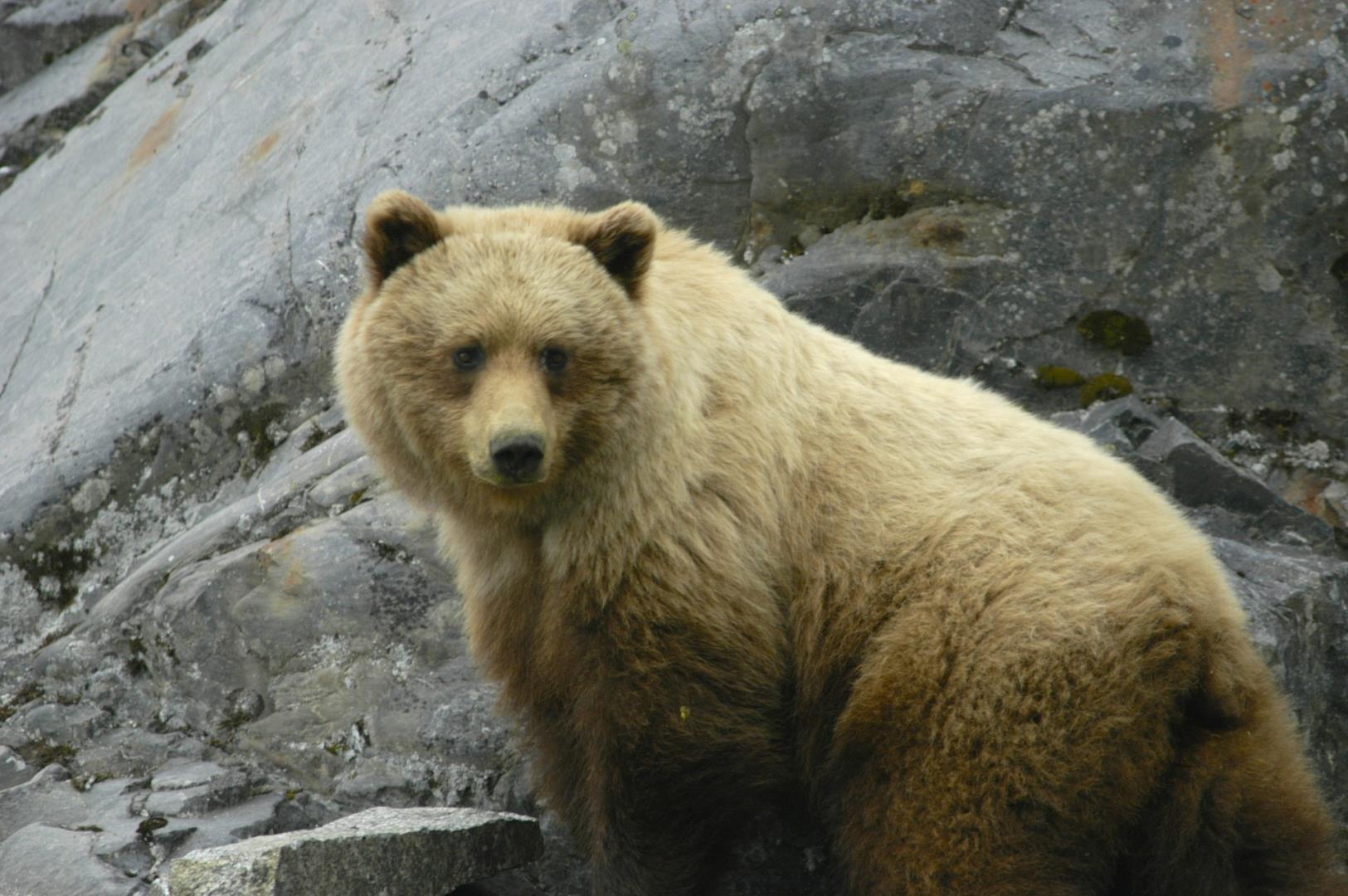 Brown bear in Glacier Bay National Park Brown bear in Glacier Bay National Park - Photo Credit: David Mark