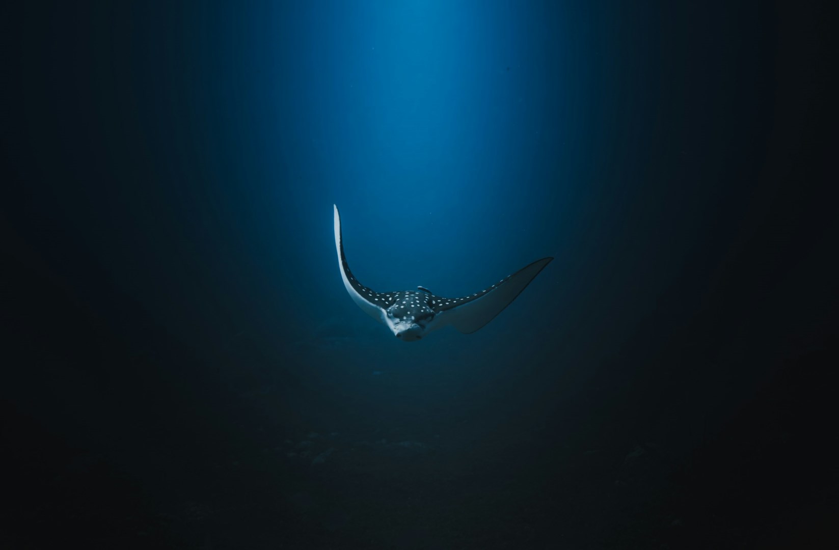 Spotted eagle ray - Photo Credit: Photo by Rémi METIN on Unsplash