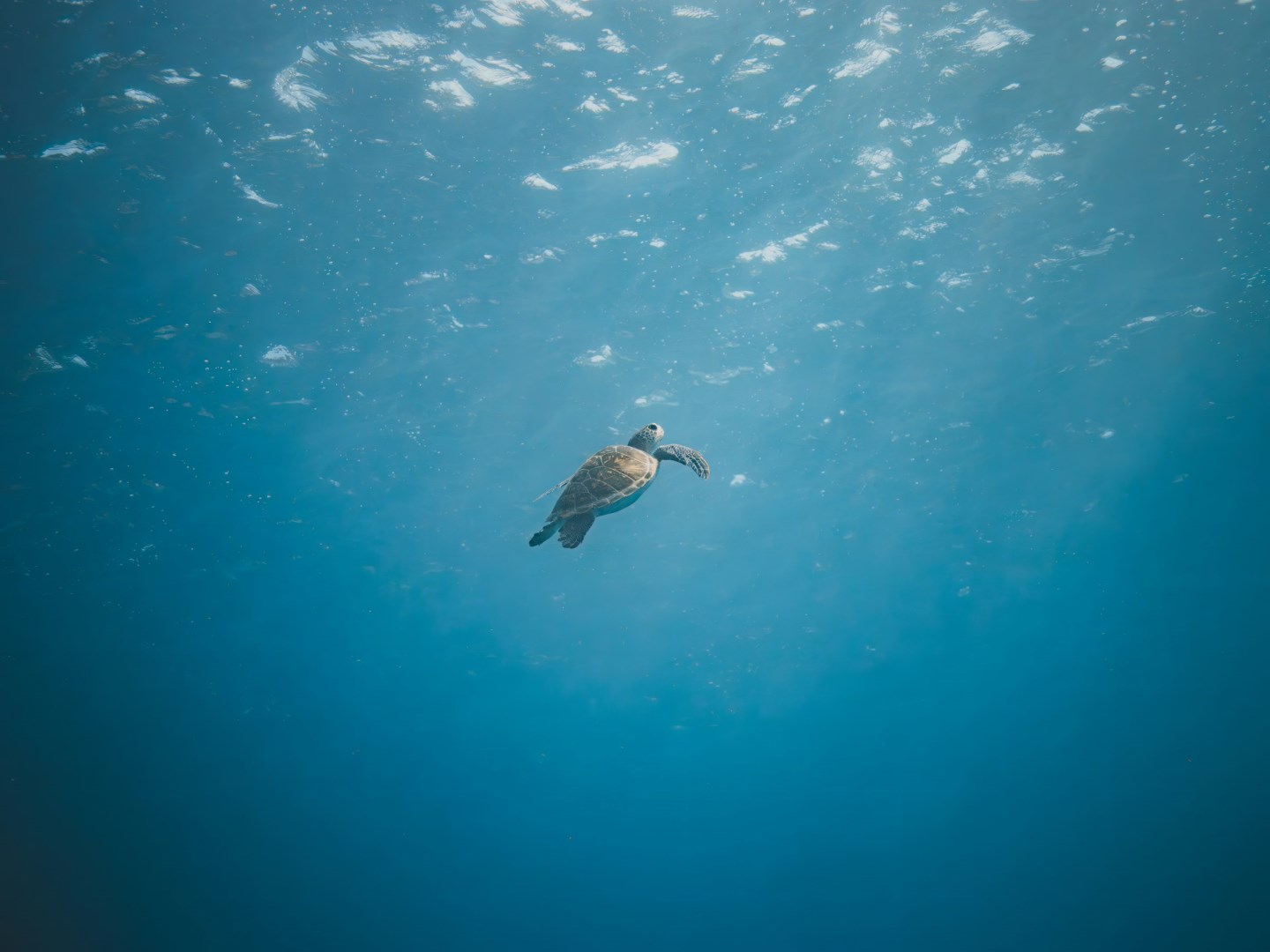  Photo Credit: Photo by Rémi METIN on Unsplash