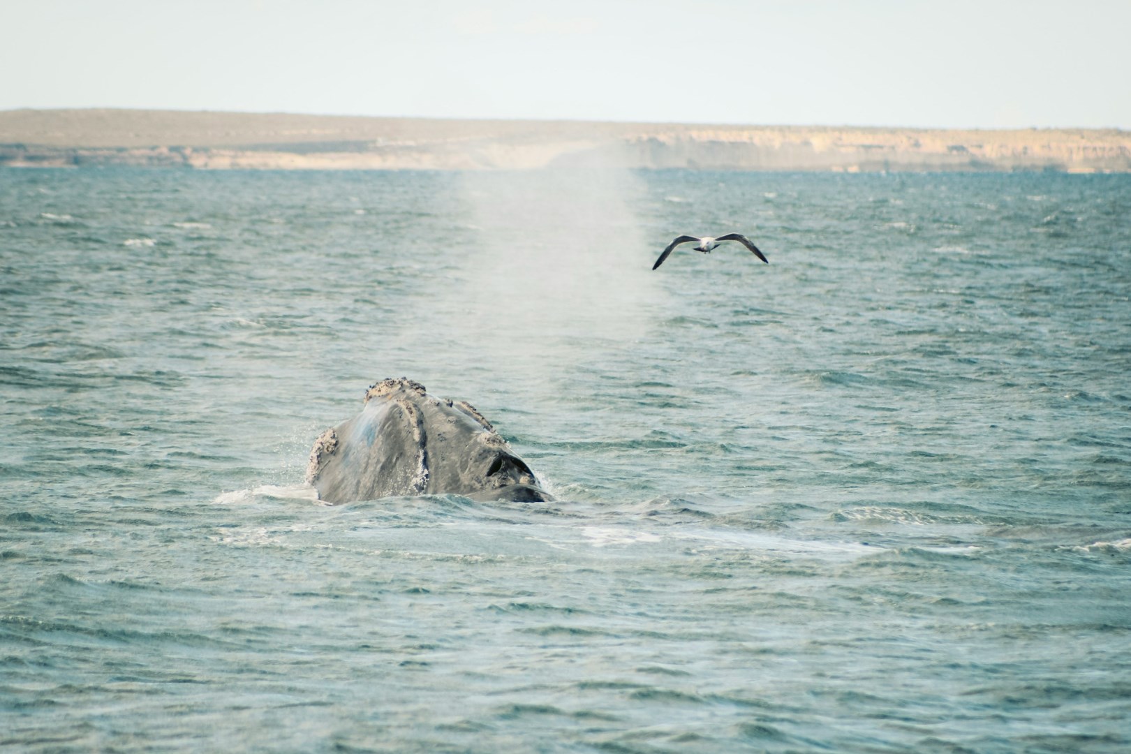  Photo Credit: Photo by Cristian Tarzi on Unsplash