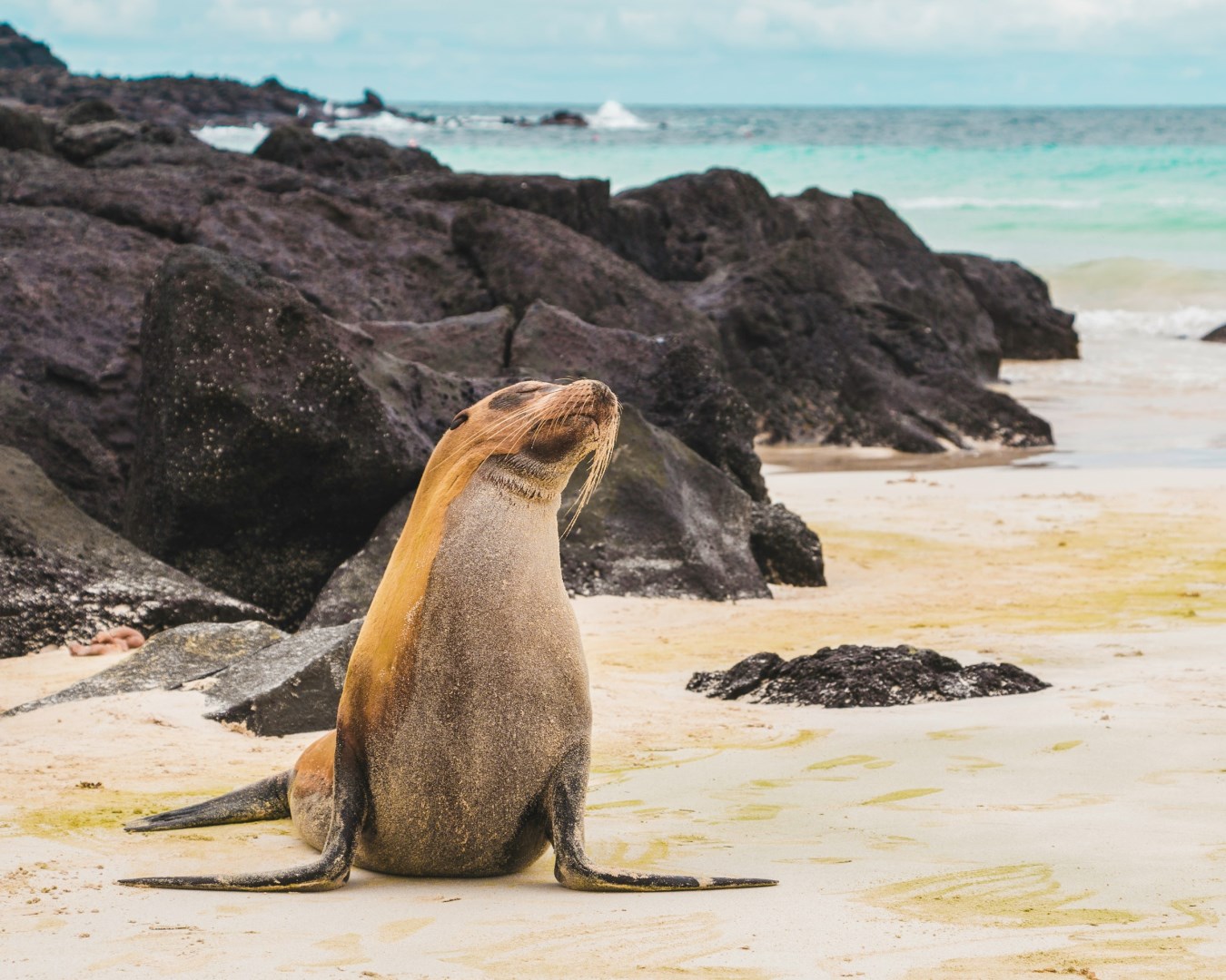 Sea Lion - Photo Credit: Photo by Amy Perez on Unsplash